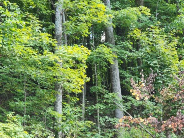 0 Apache Rd, Jamestown, TN 38556