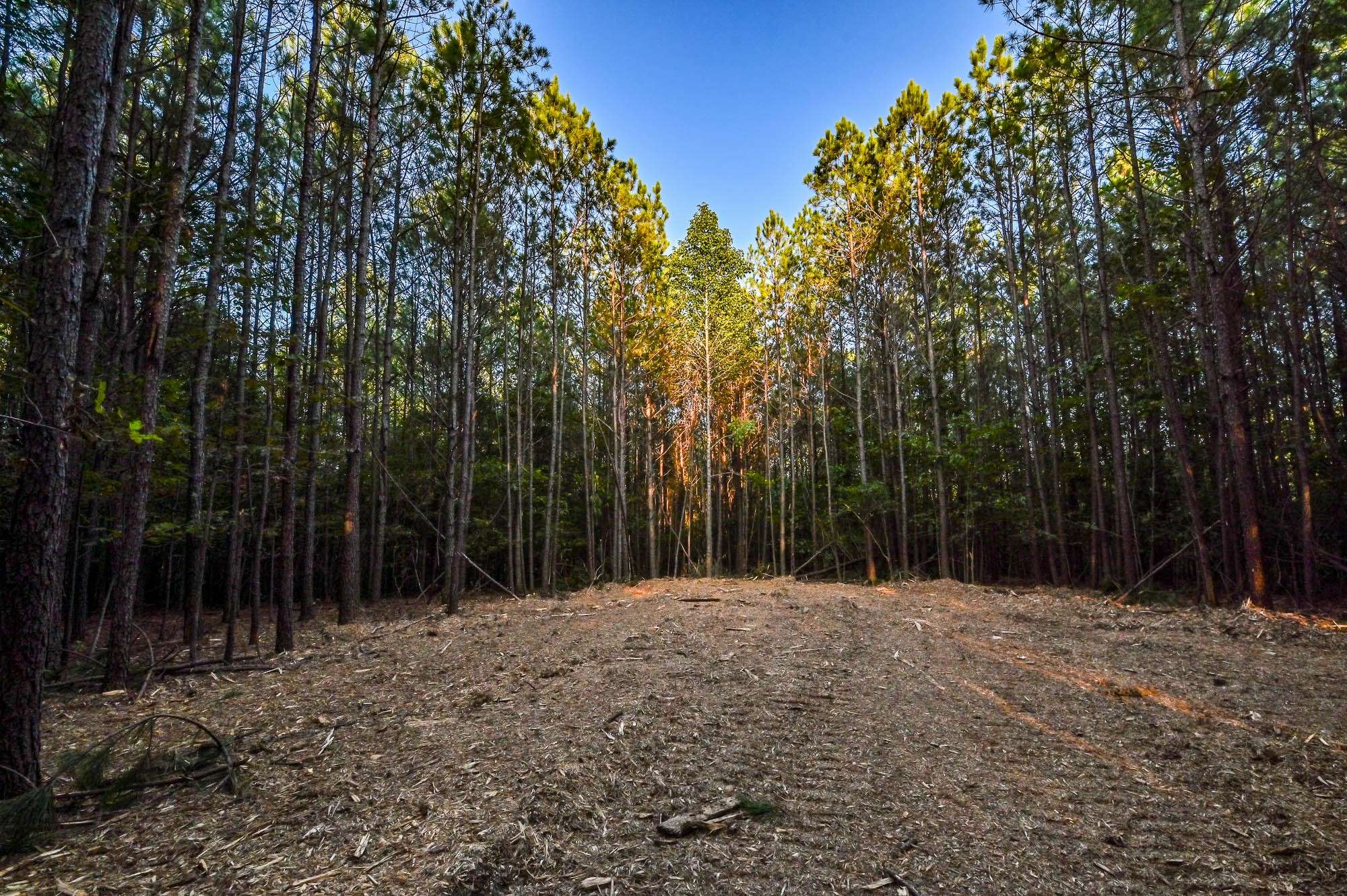 0 Brush Creek Rd, Hohenwald, TN 38462