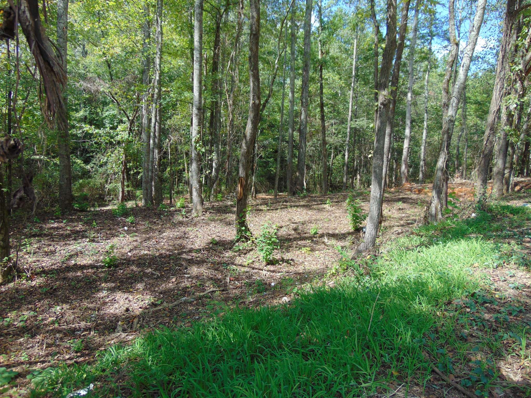 0 Alexander Springs Rd, Ethridge, TN 38456