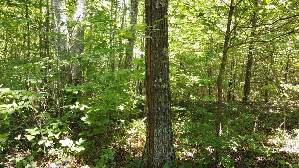 0 Camp Creek Rd, Spencer, TN 38585