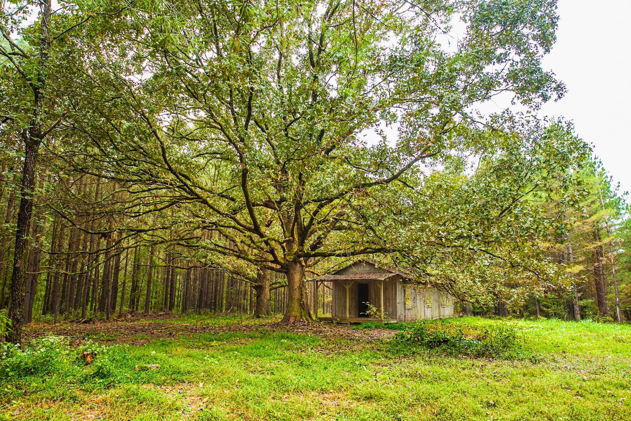 9062 Dry Creek Rd, Mount Pleasant, TN 38474