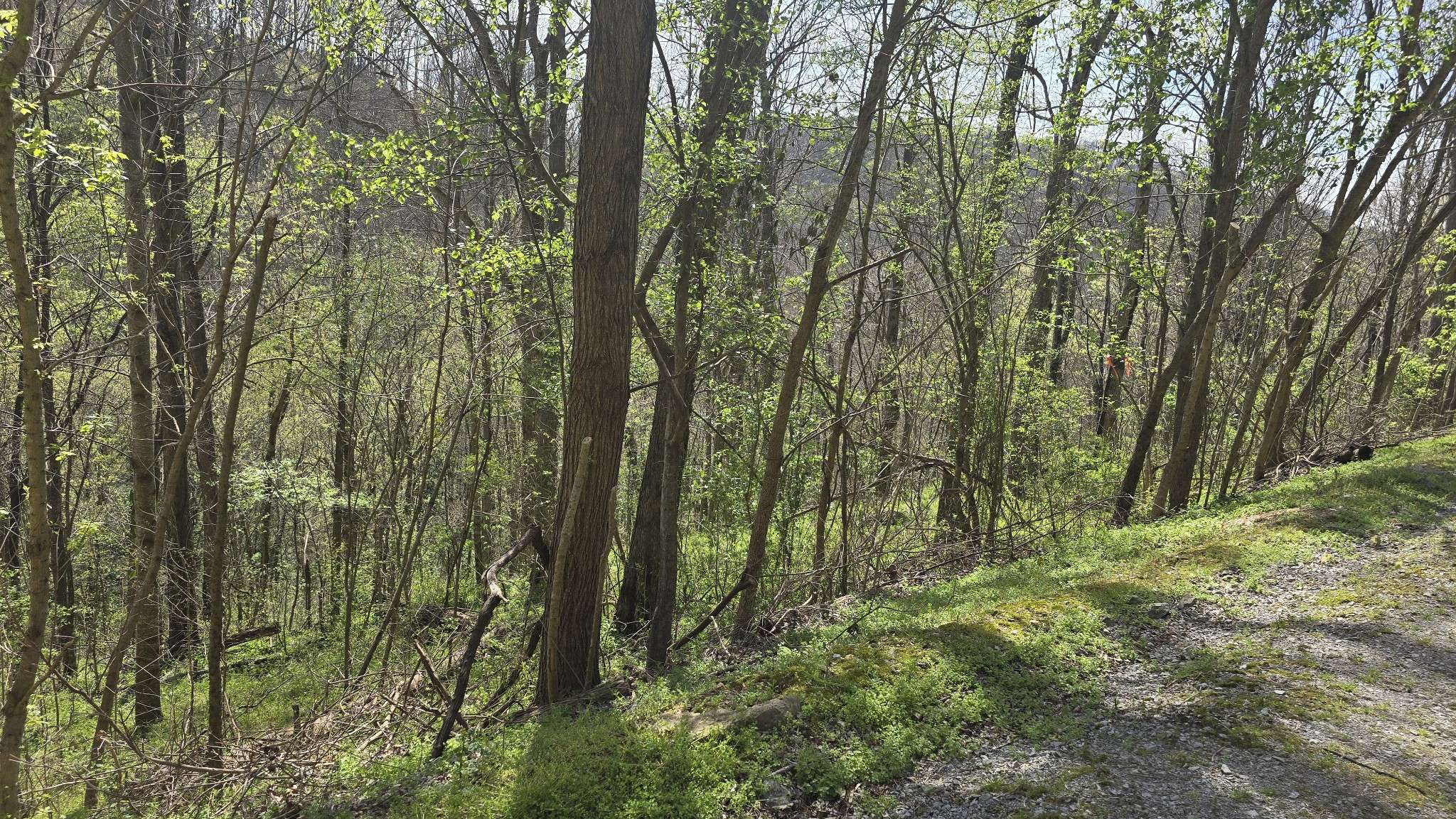 2 Shoreside Dr, Smithville, TN 37166