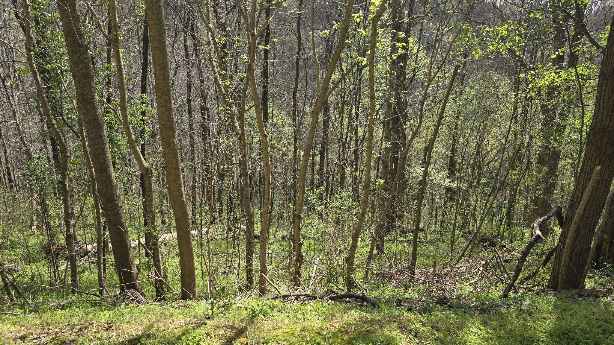 2 Shoreside Dr, Smithville, TN 37166