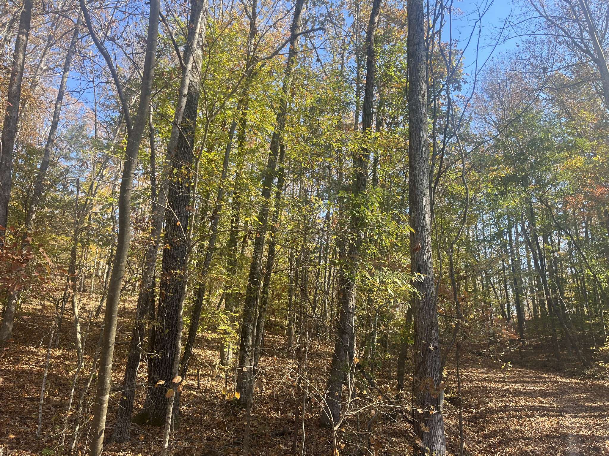 0 Arrow Head Circle, Parsons, TN 38363