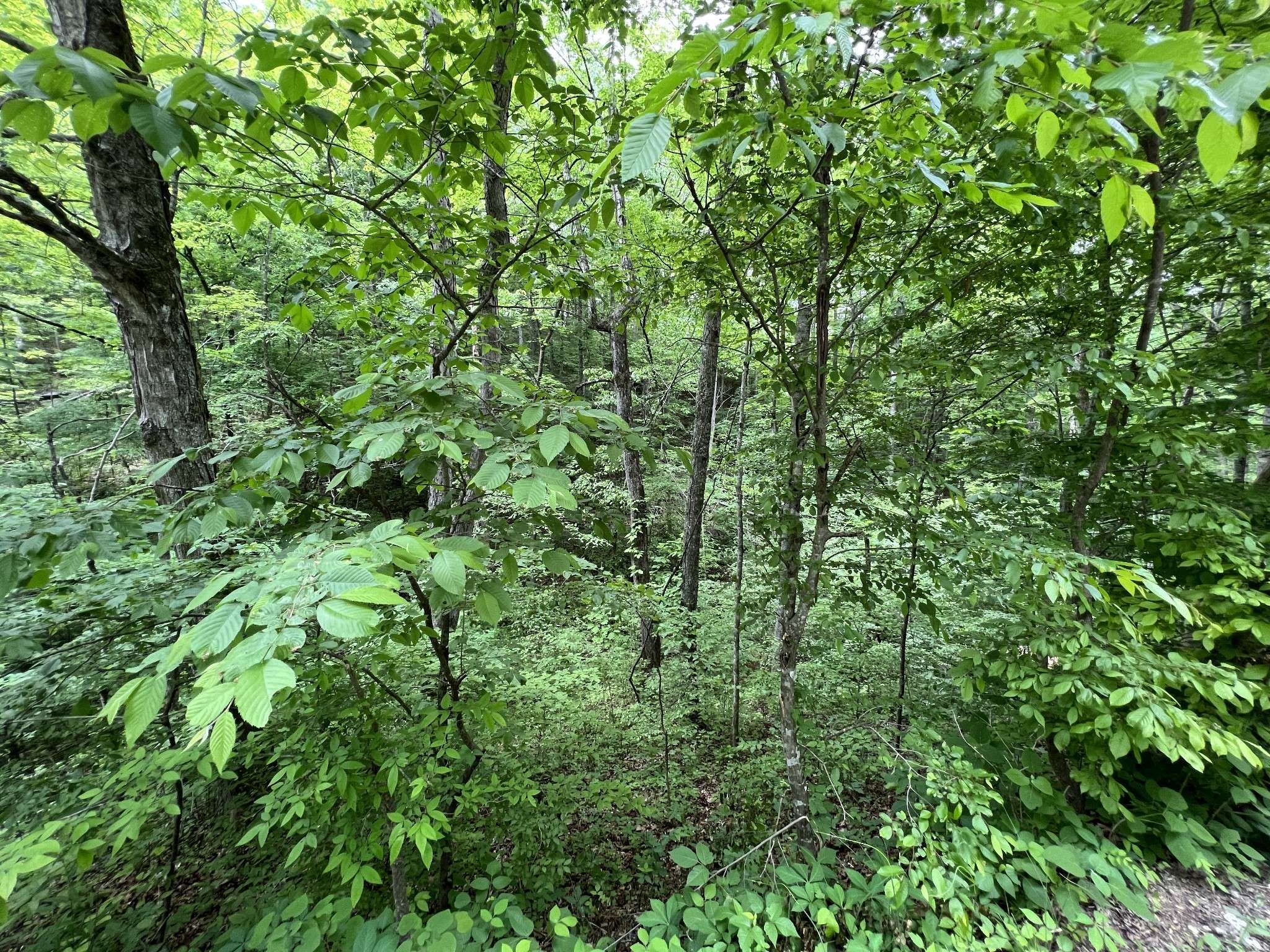 0 Clay Lick Rd, Whites Creek, TN 37189