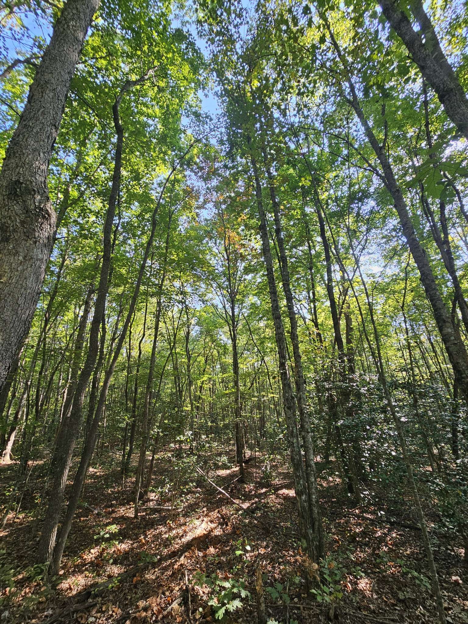 0 SR 108, Gruetli Laager, TN 37339