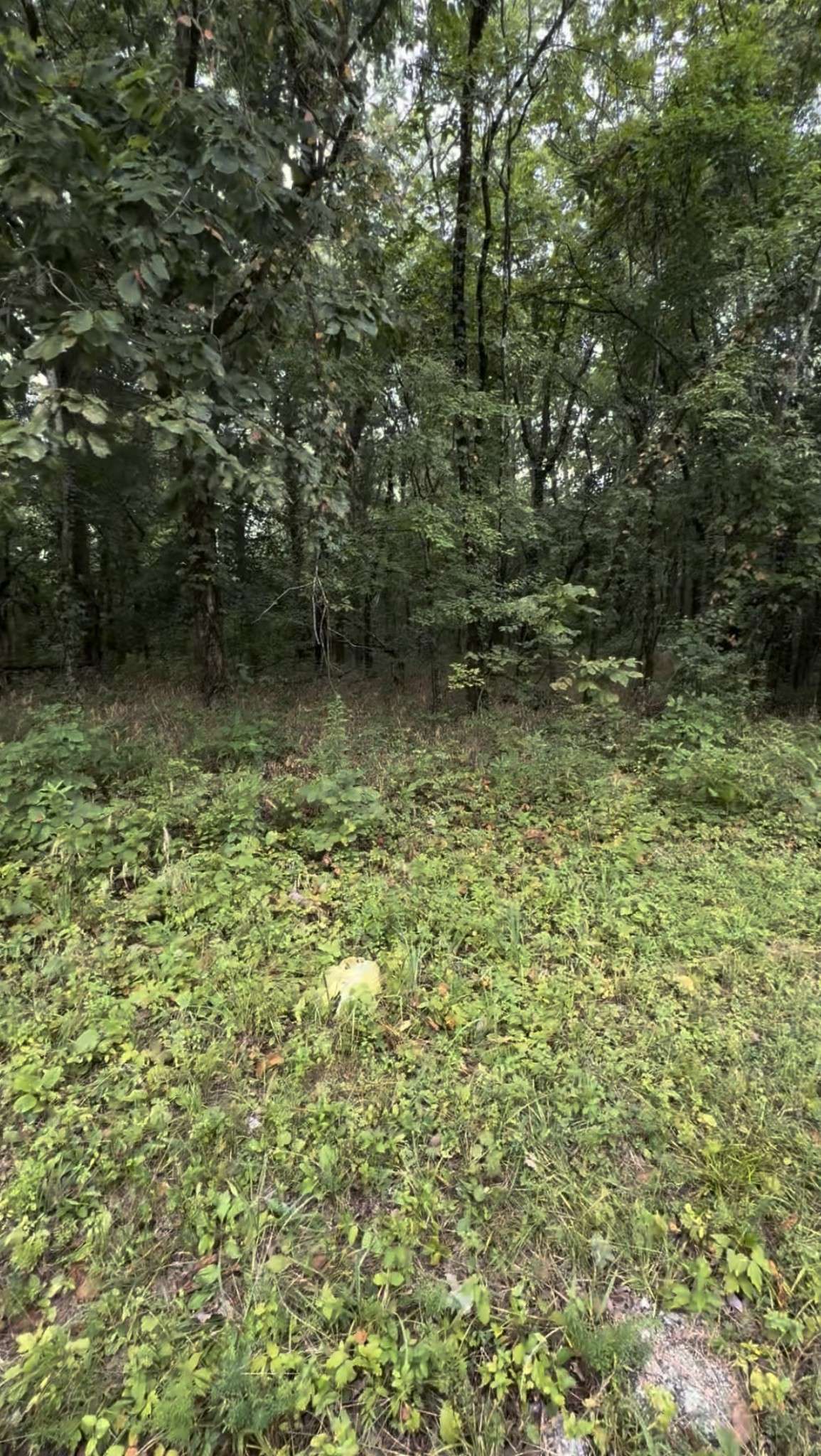 6468 Arno College Grove Rd, College Grove, TN 37046