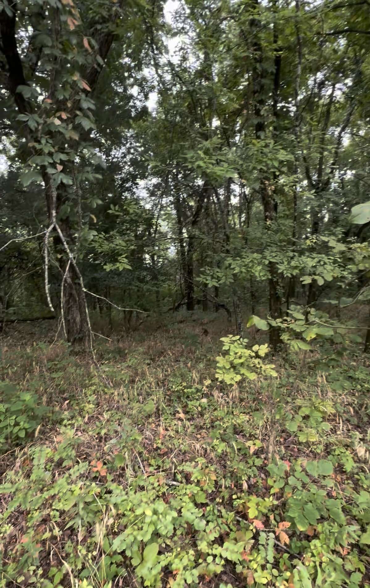 6468 Arno College Grove Rd, College Grove, TN 37046