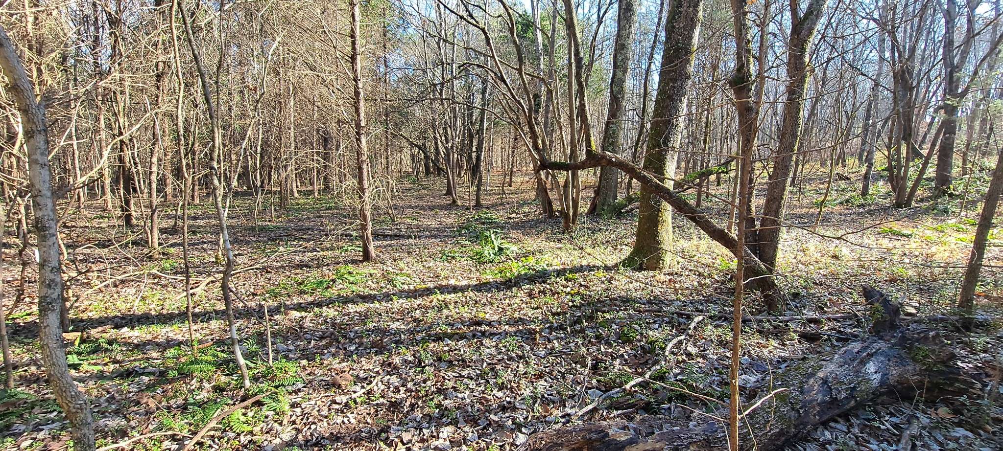 0 NW Piney Road, Dickson, TN 37055