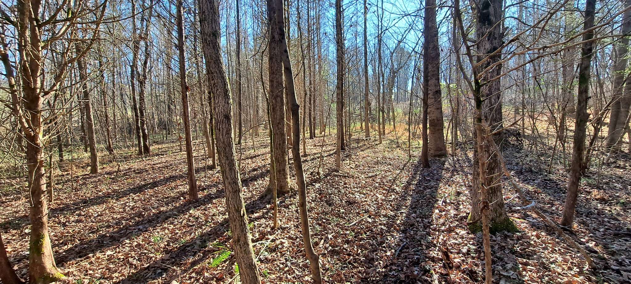 0 NW Piney Road, Dickson, TN 37055