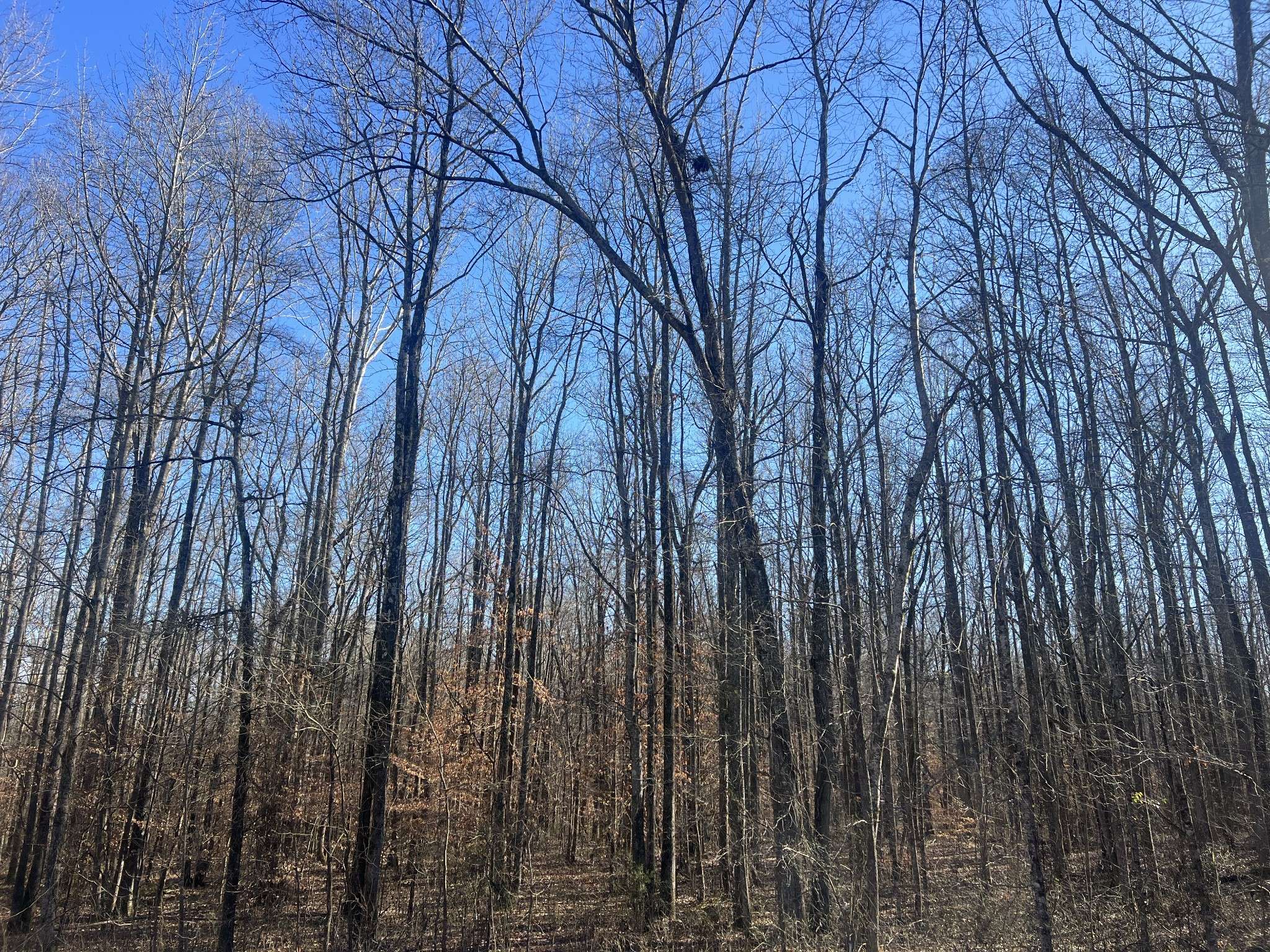 0 Excalibur Trail, Cedar Grove, TN 38321