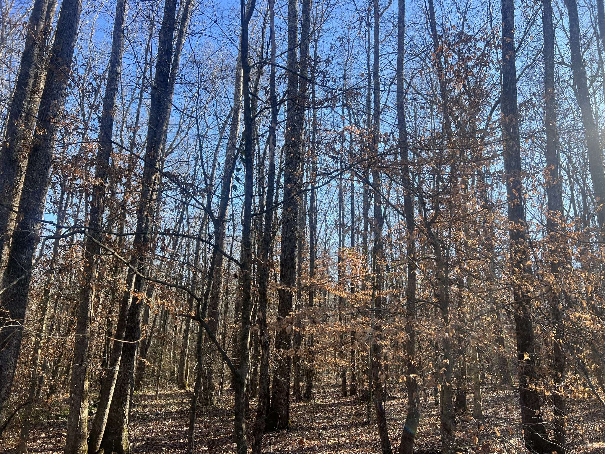 0 Excalibur Trail, Cedar Grove, TN 38321