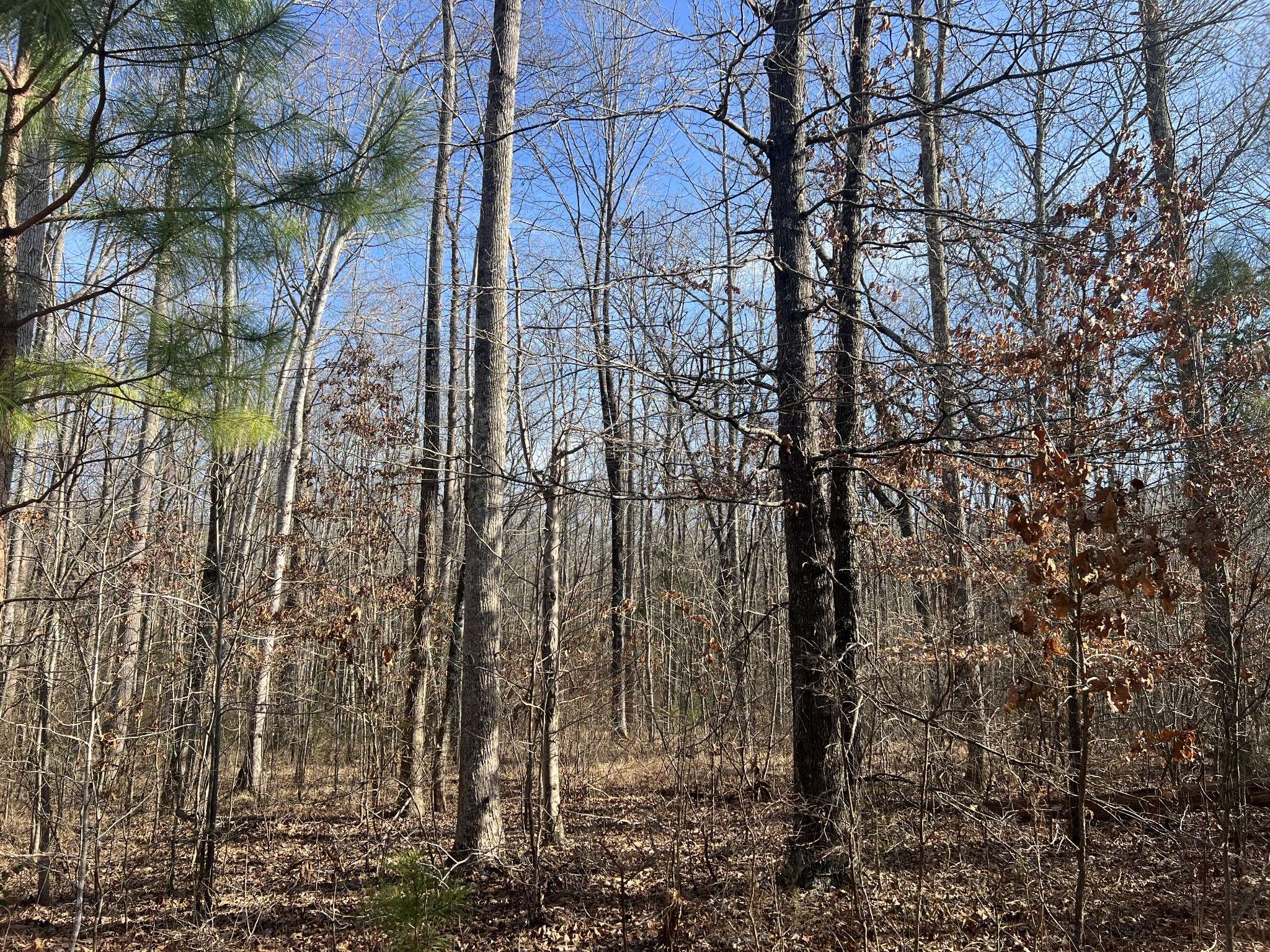 240 War Eagle Dr, Cedar Grove, TN 38321