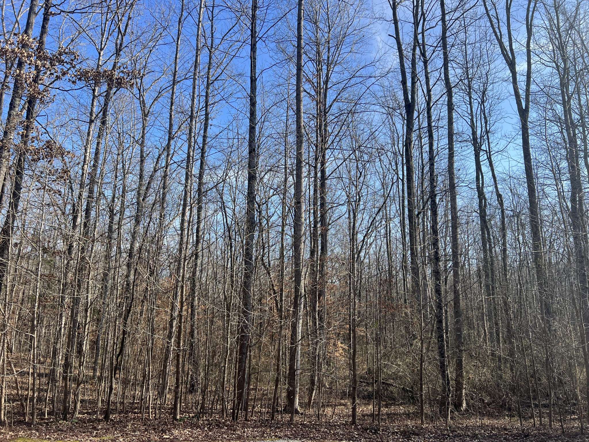 240 War Eagle Dr, Cedar Grove, TN 38321