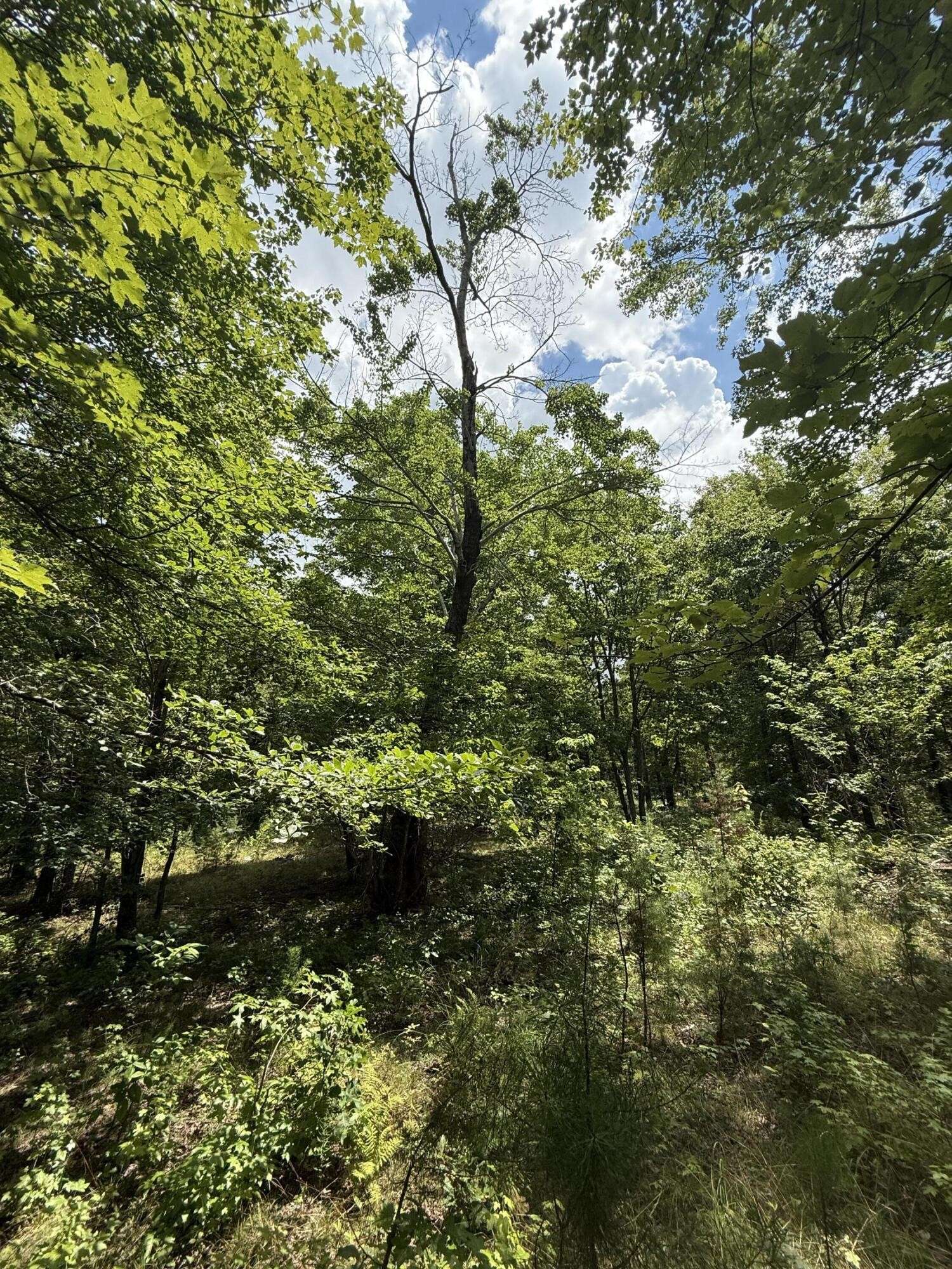 6 Greenfields Way #N, Dunlap, TN 37327