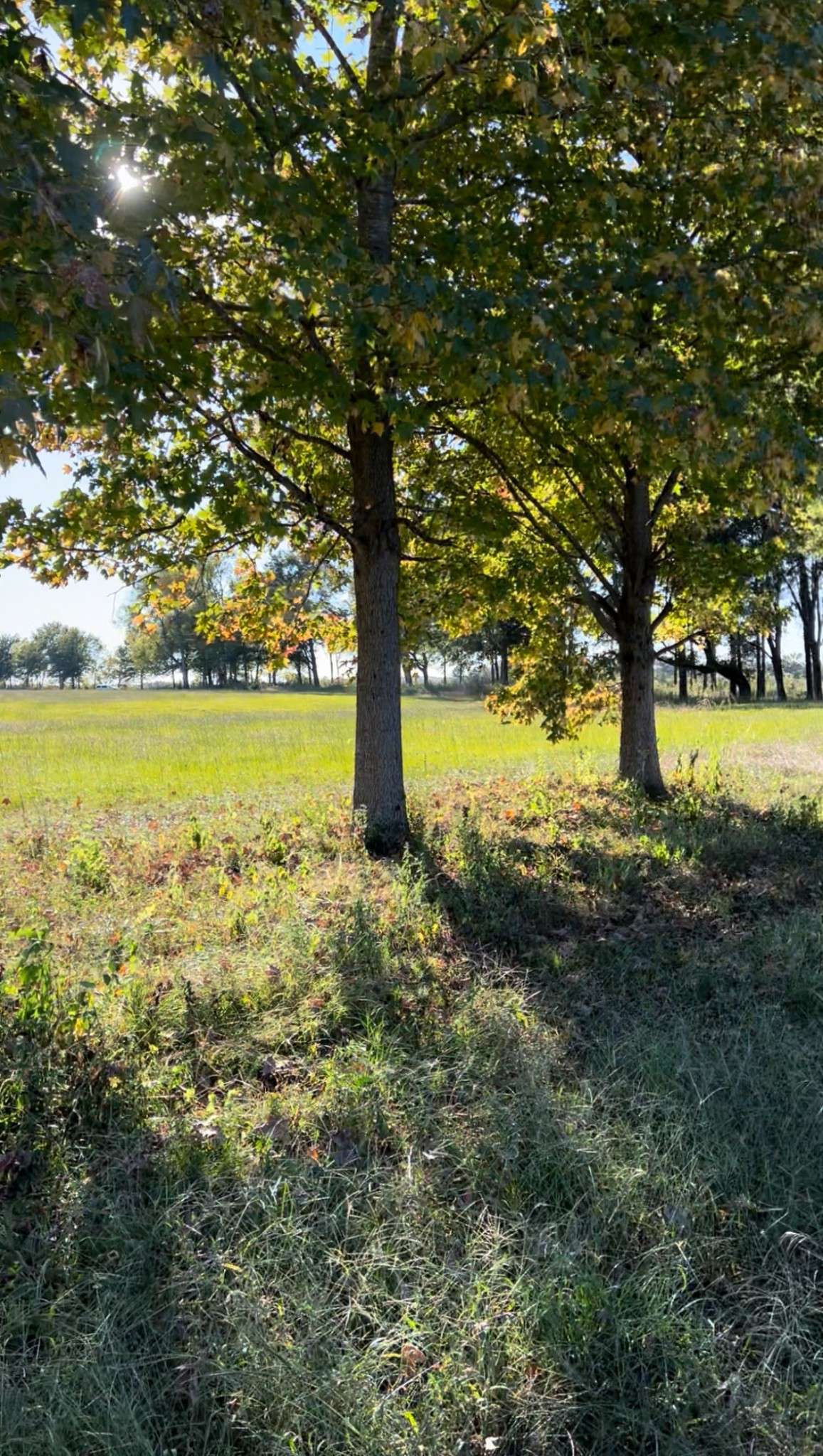 5335 Cravens Rd, Savannah, TN 38372