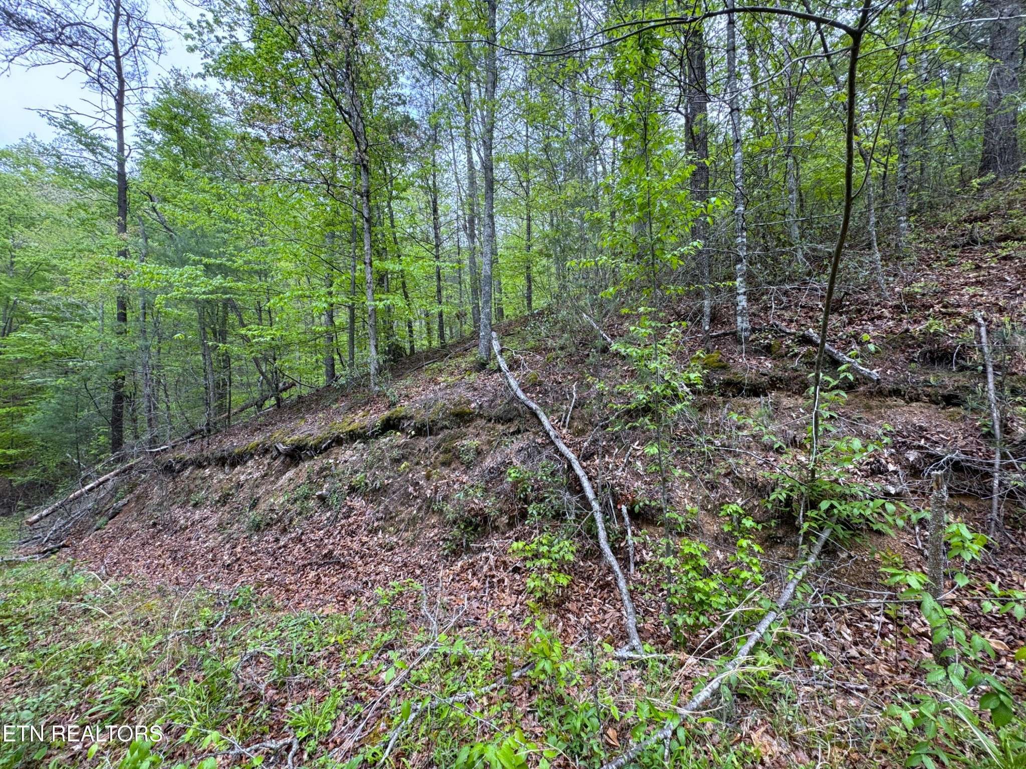 376 Summer House Hollow Rd, Del Rio, TN 37727