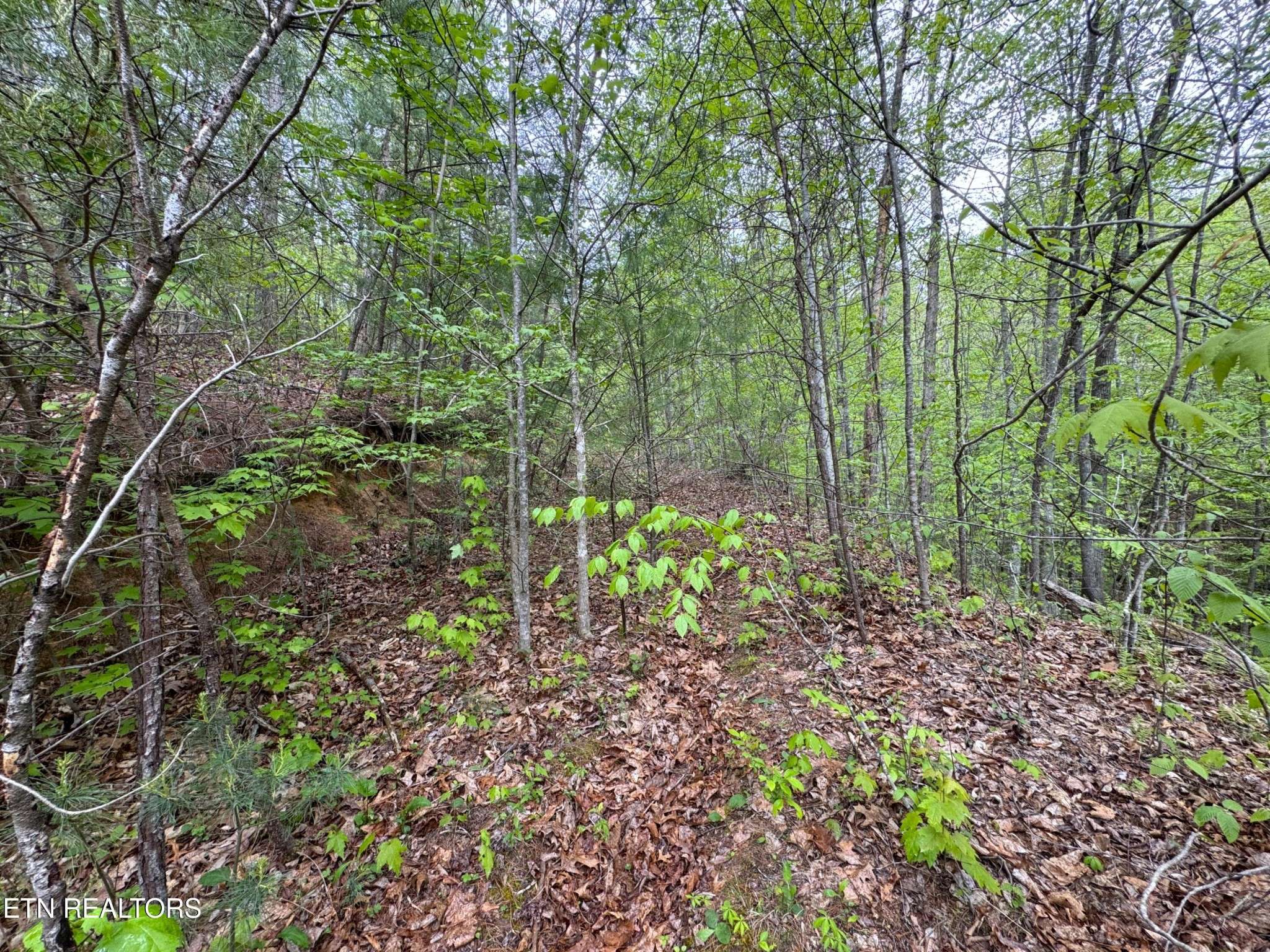 376 Summer House Hollow Rd, Del Rio, TN 37727