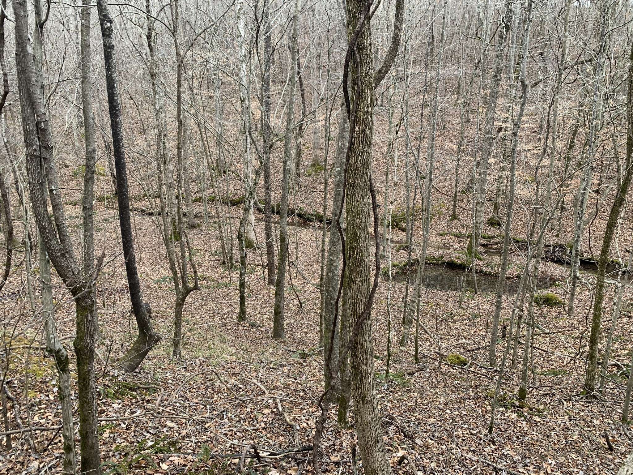0 West Mackey Rd, Iron City, TN 38463