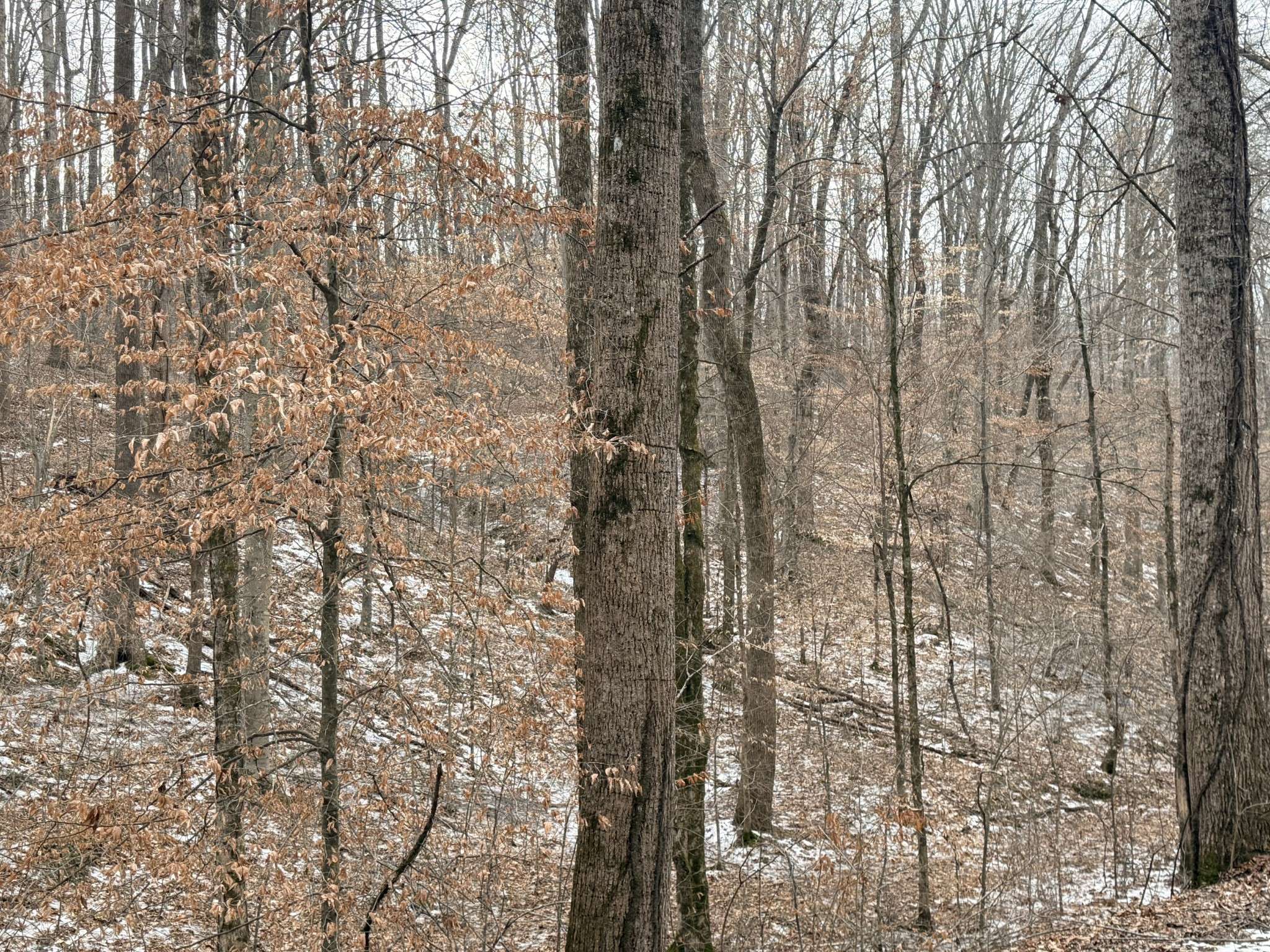0 Scott Branch Rd, Hampshire, TN 38461