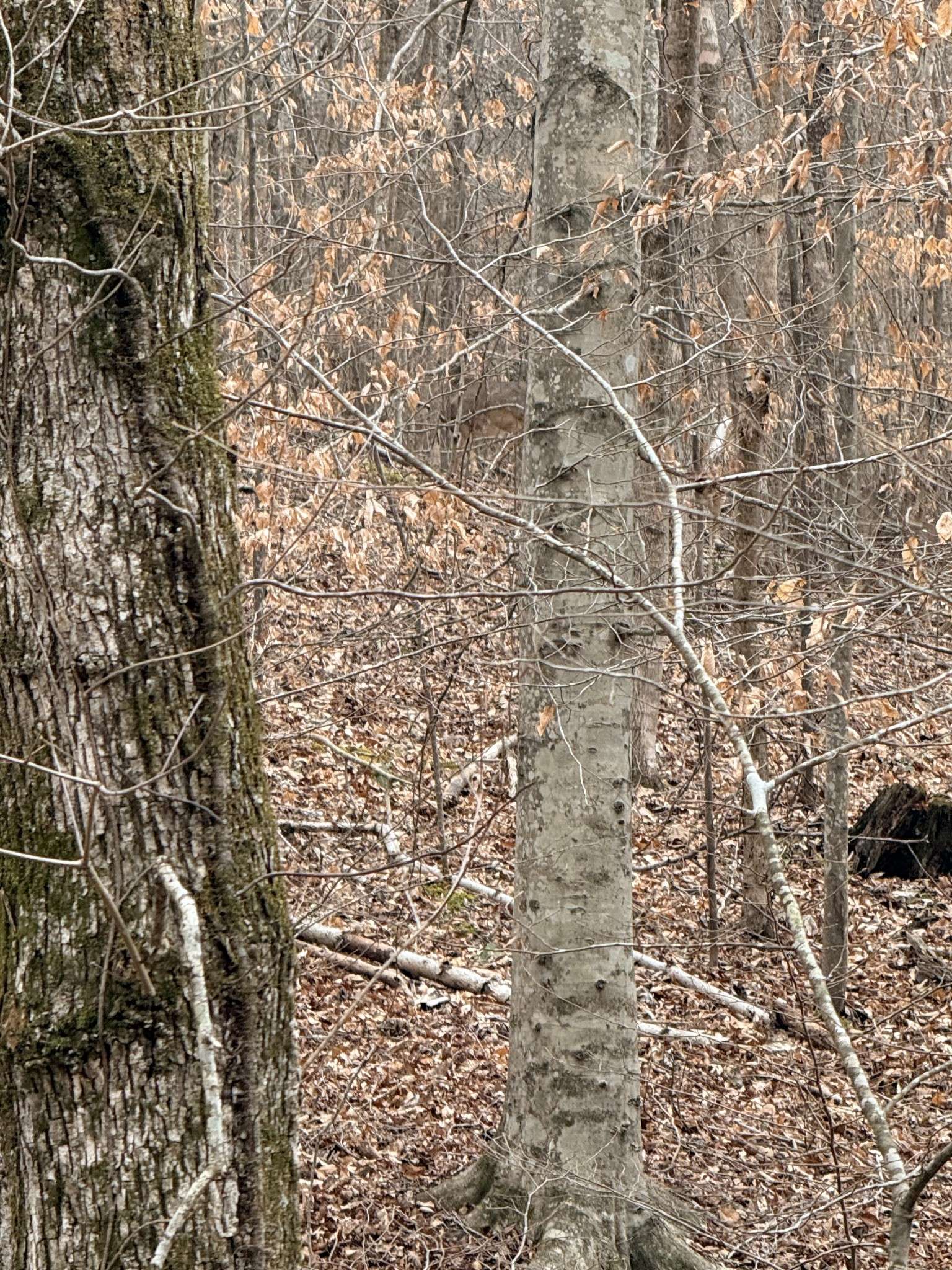 0 Scott Branch Rd, Hampshire, TN 38461