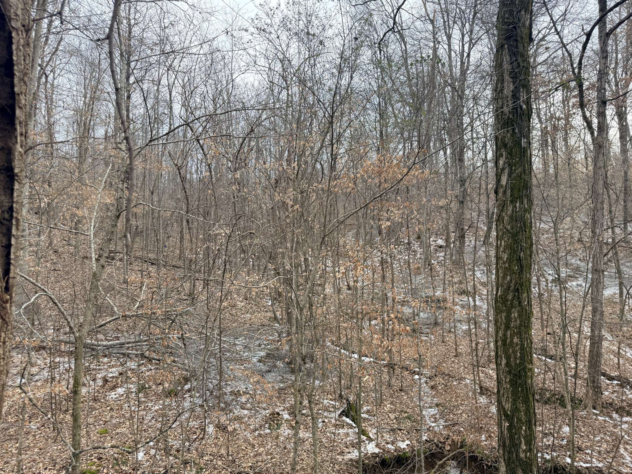 0 Scott Branch Rd, Hampshire, TN 38461