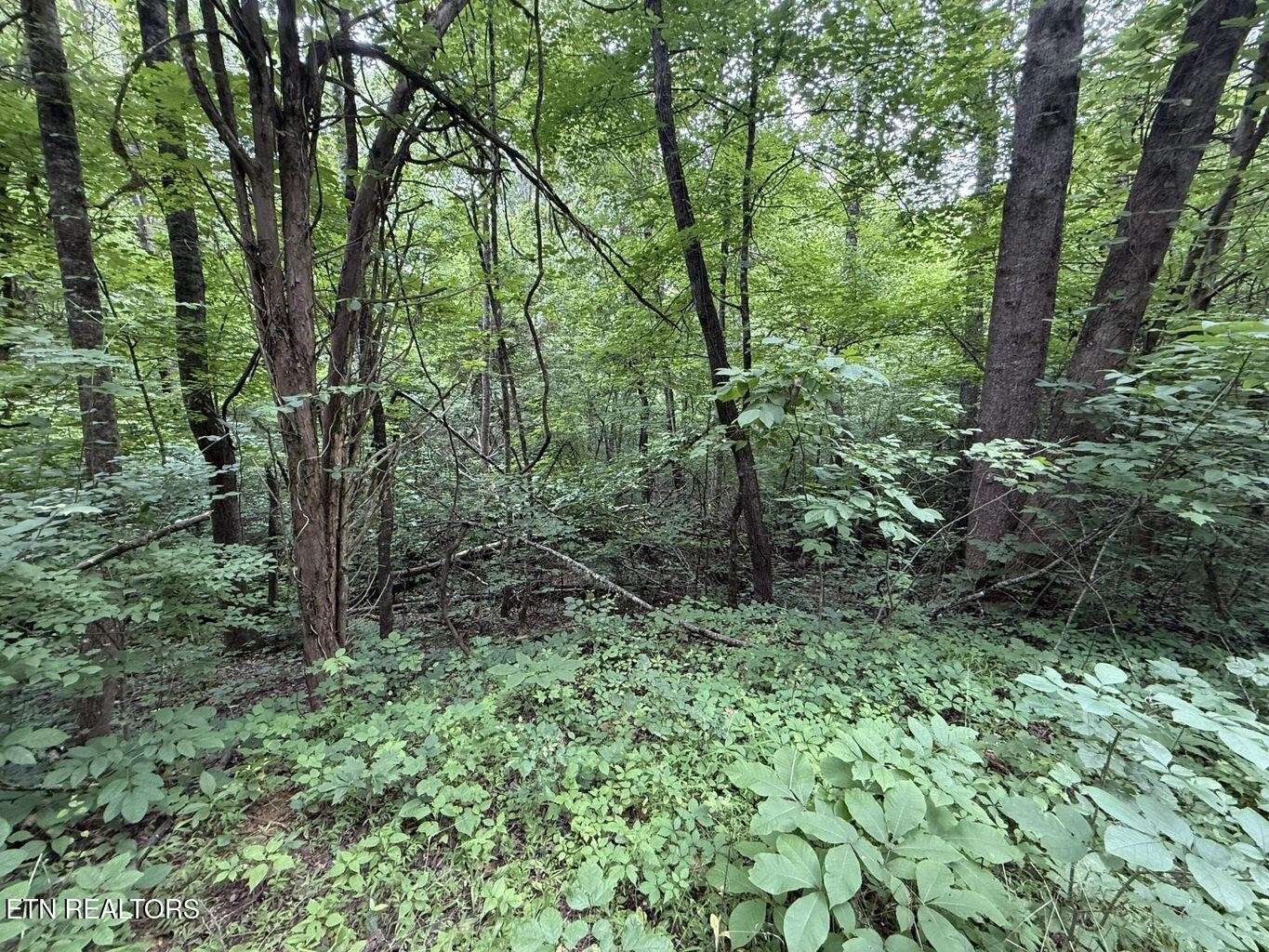 0 Fortunato Drive, Baneberry, TN 37890