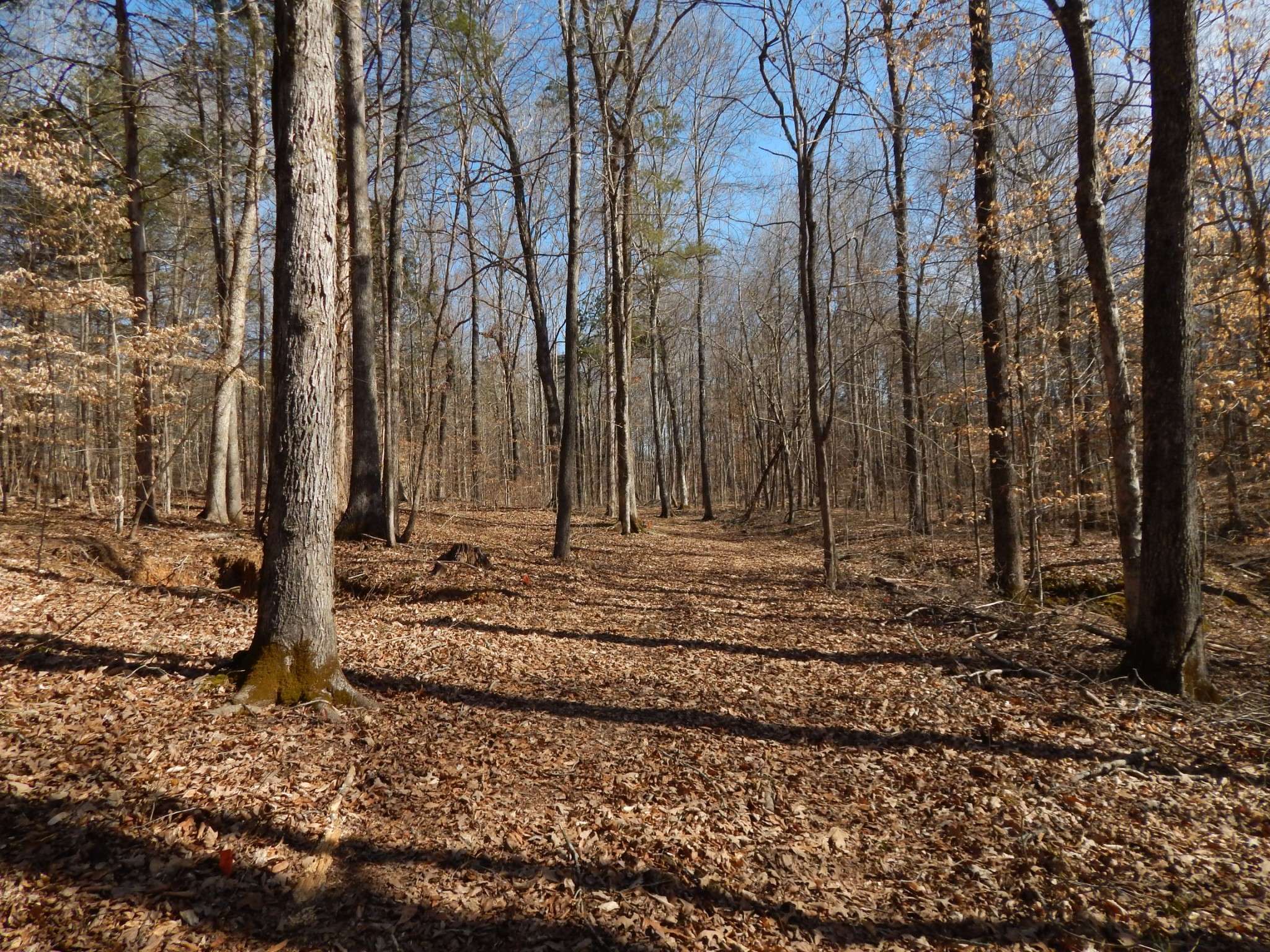 0 Ian Dr, Clifton, TN 38425