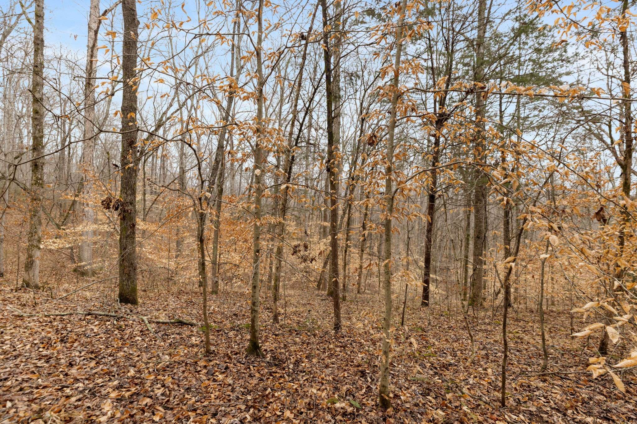 0 Griffintown Road, White Bluff, TN 37187