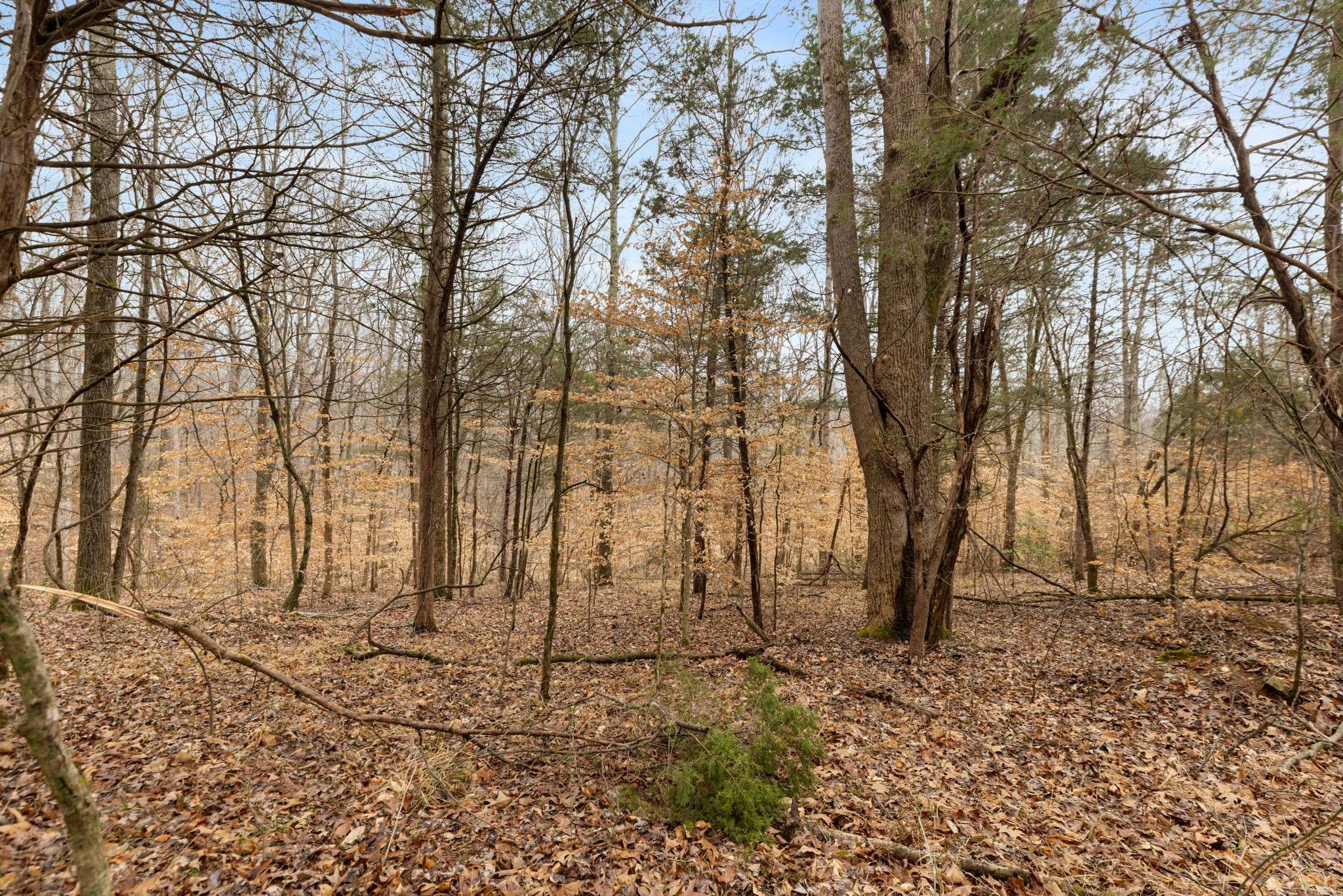 0 Griffintown Road, White Bluff, TN 37187