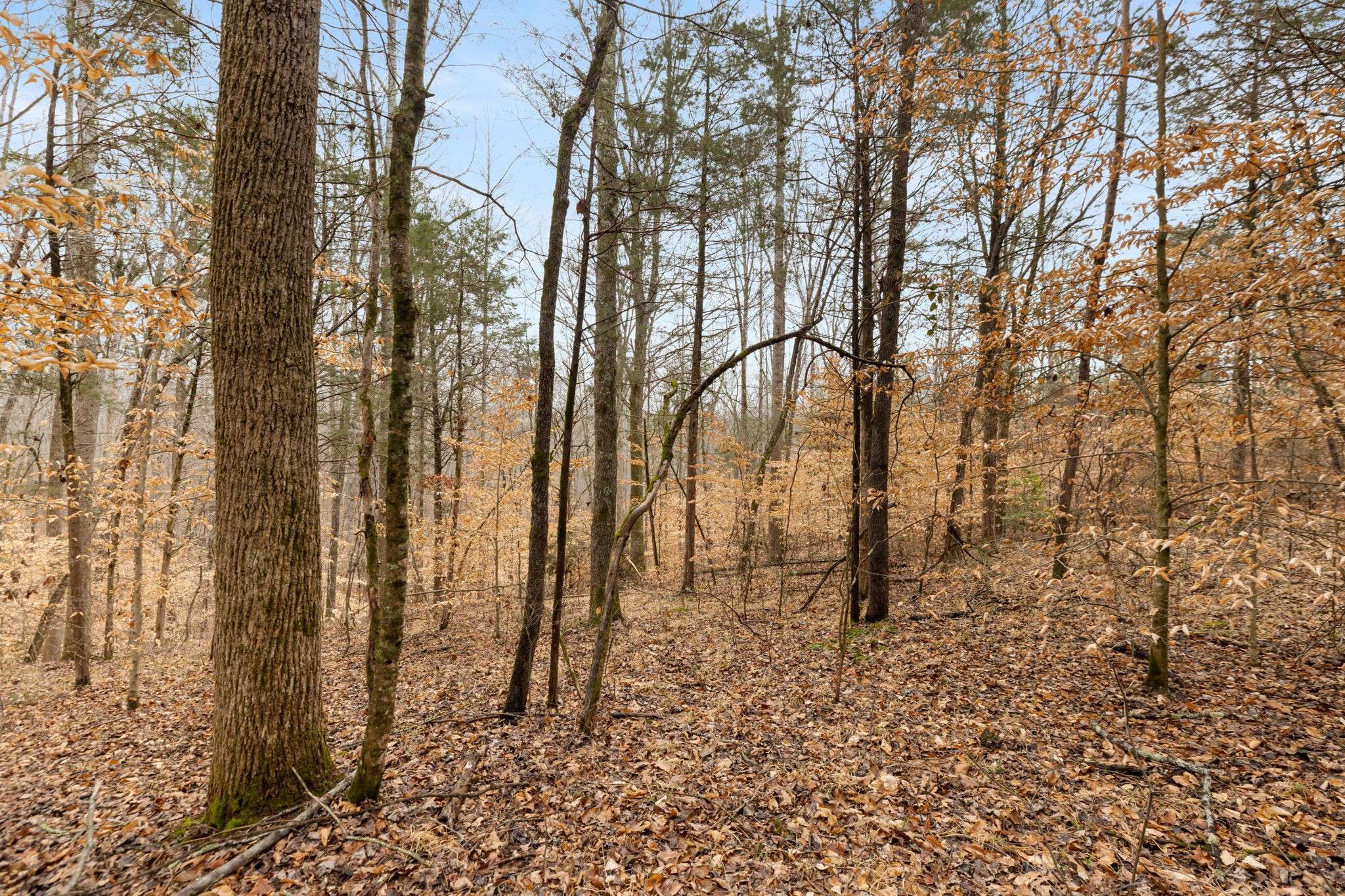 0 Griffintown Road, White Bluff, TN 37187