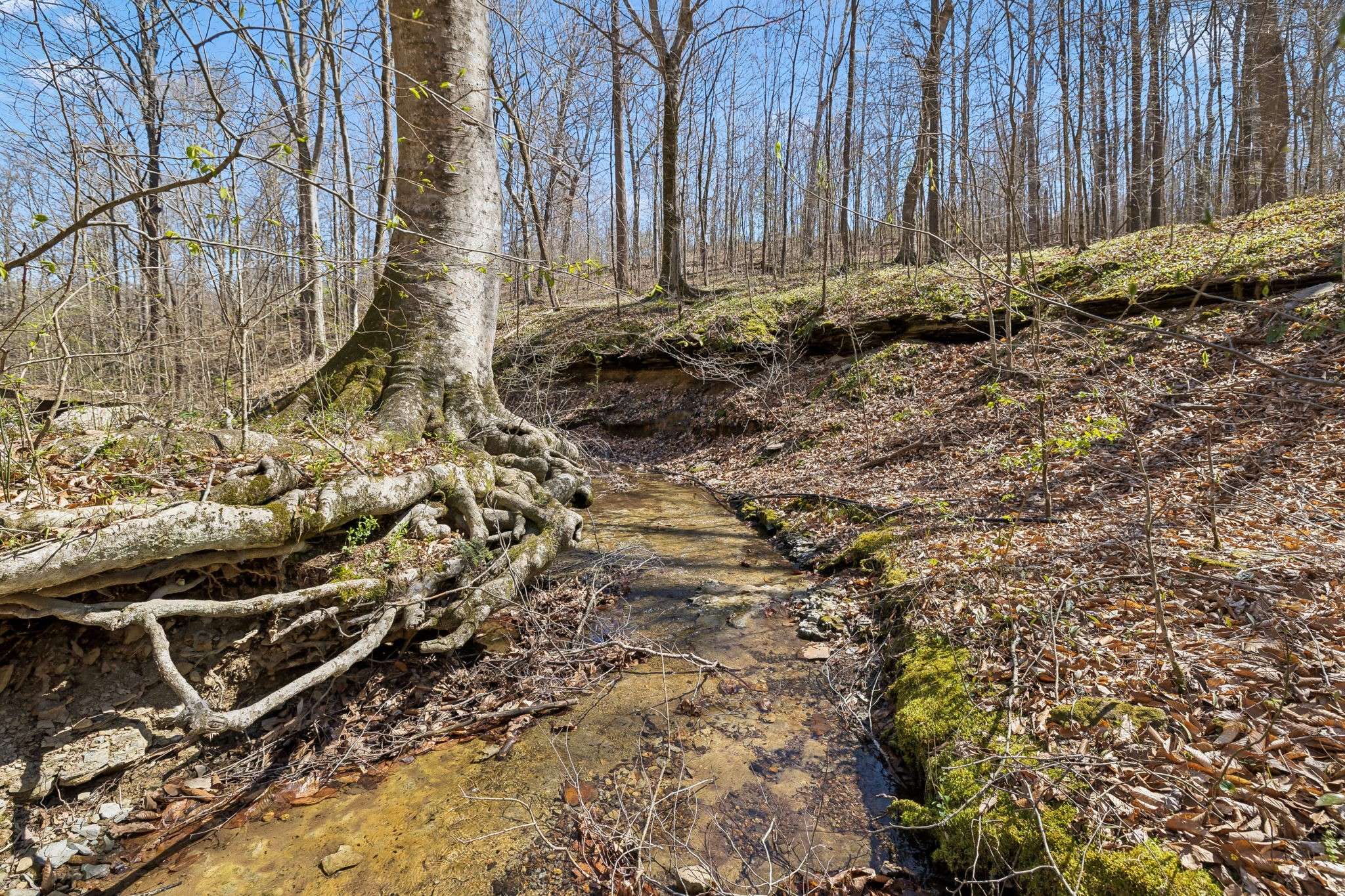 3819 Bear Creek Rd, Thompsons Station, TN 37179