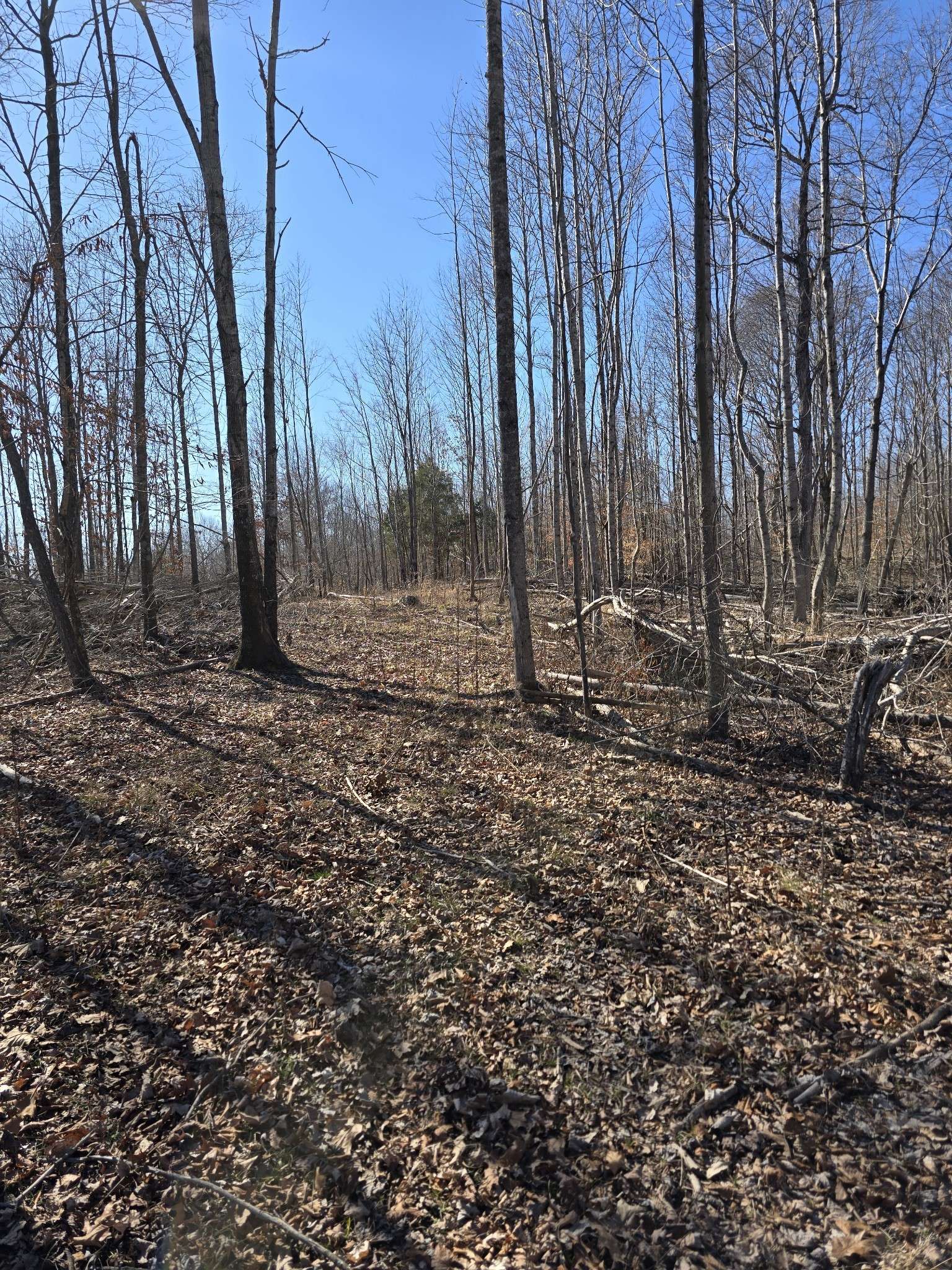 0 Honey Fork Road, Indian Mound, TN 37079