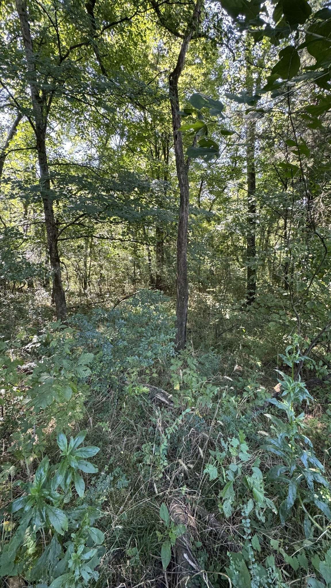 8322 Horton Hwy, College Grove, TN 37046