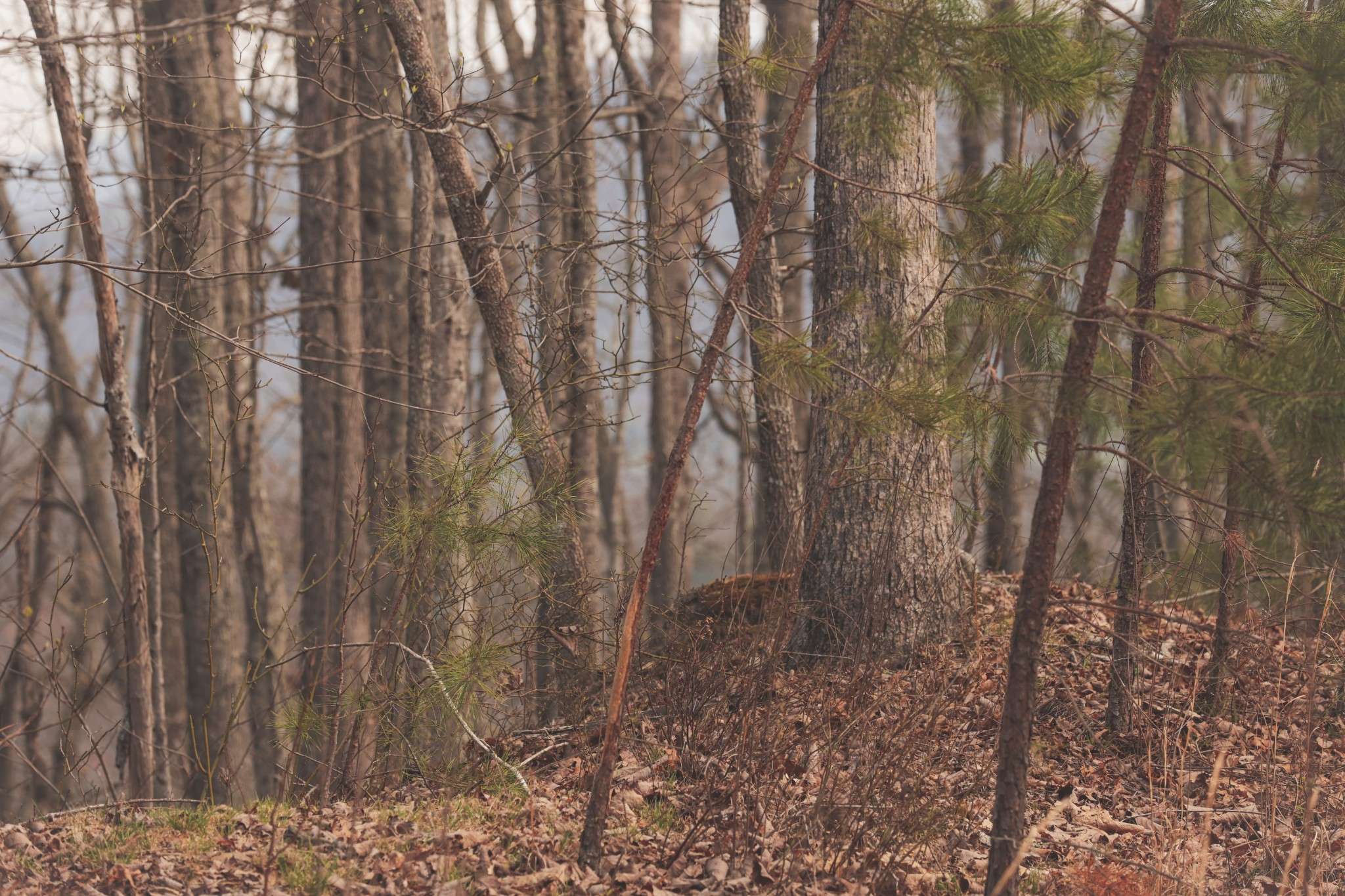 0 Green Ridge Trail, Oakdale, TN 37829