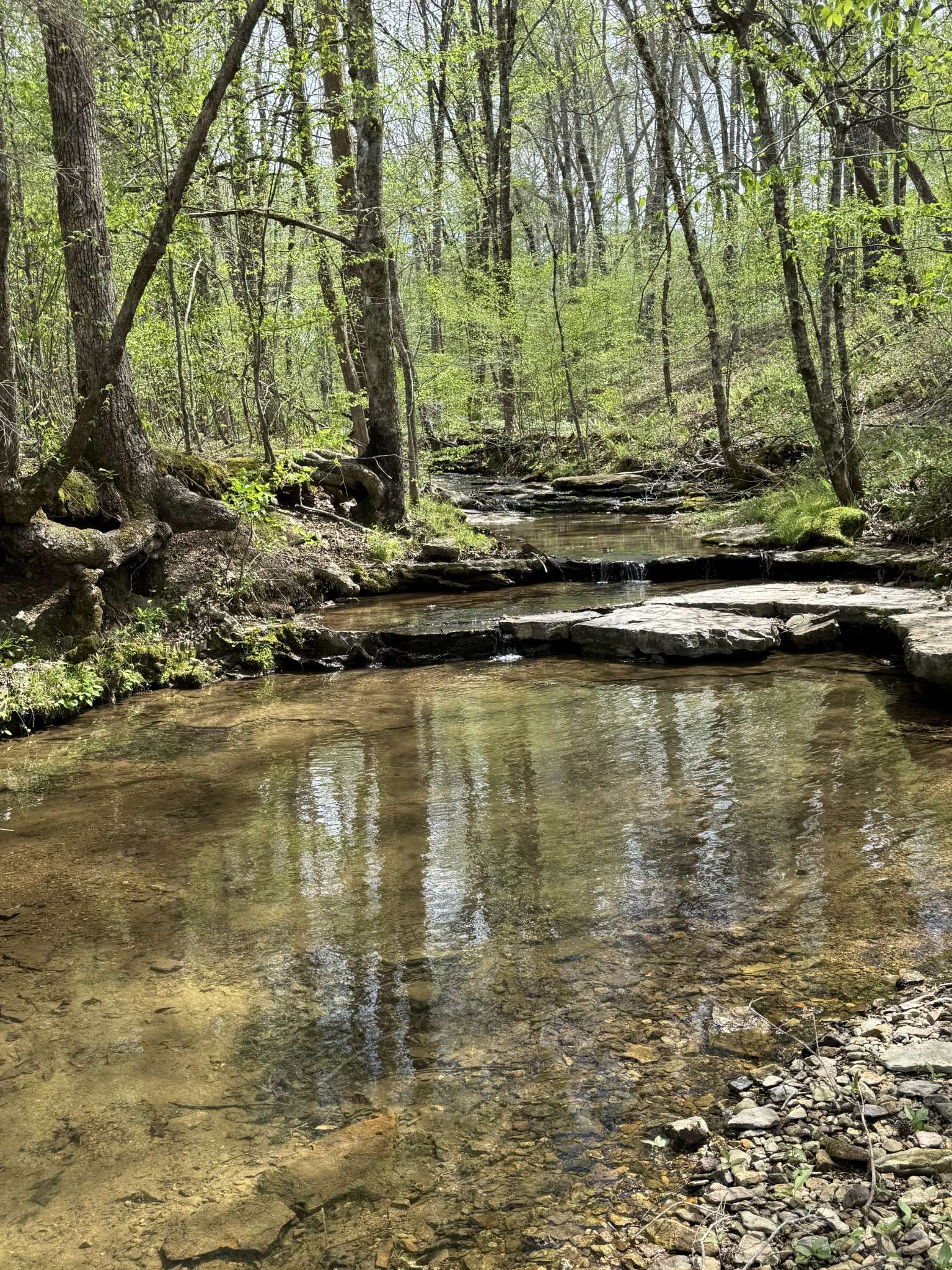 562 Junus Jackson Hollow Rd, Minor Hill, TN 38473