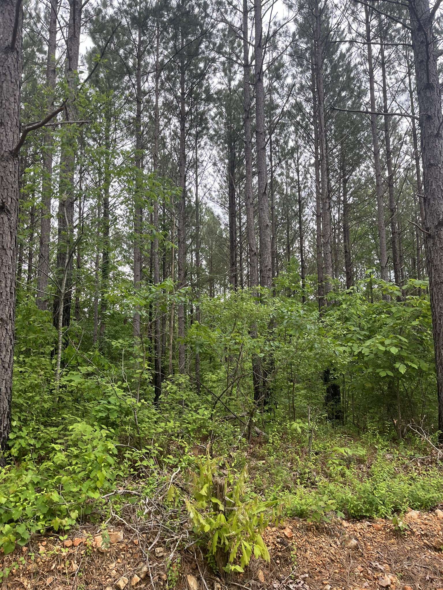 0 Old Mail Road, Duck River, TN 38454