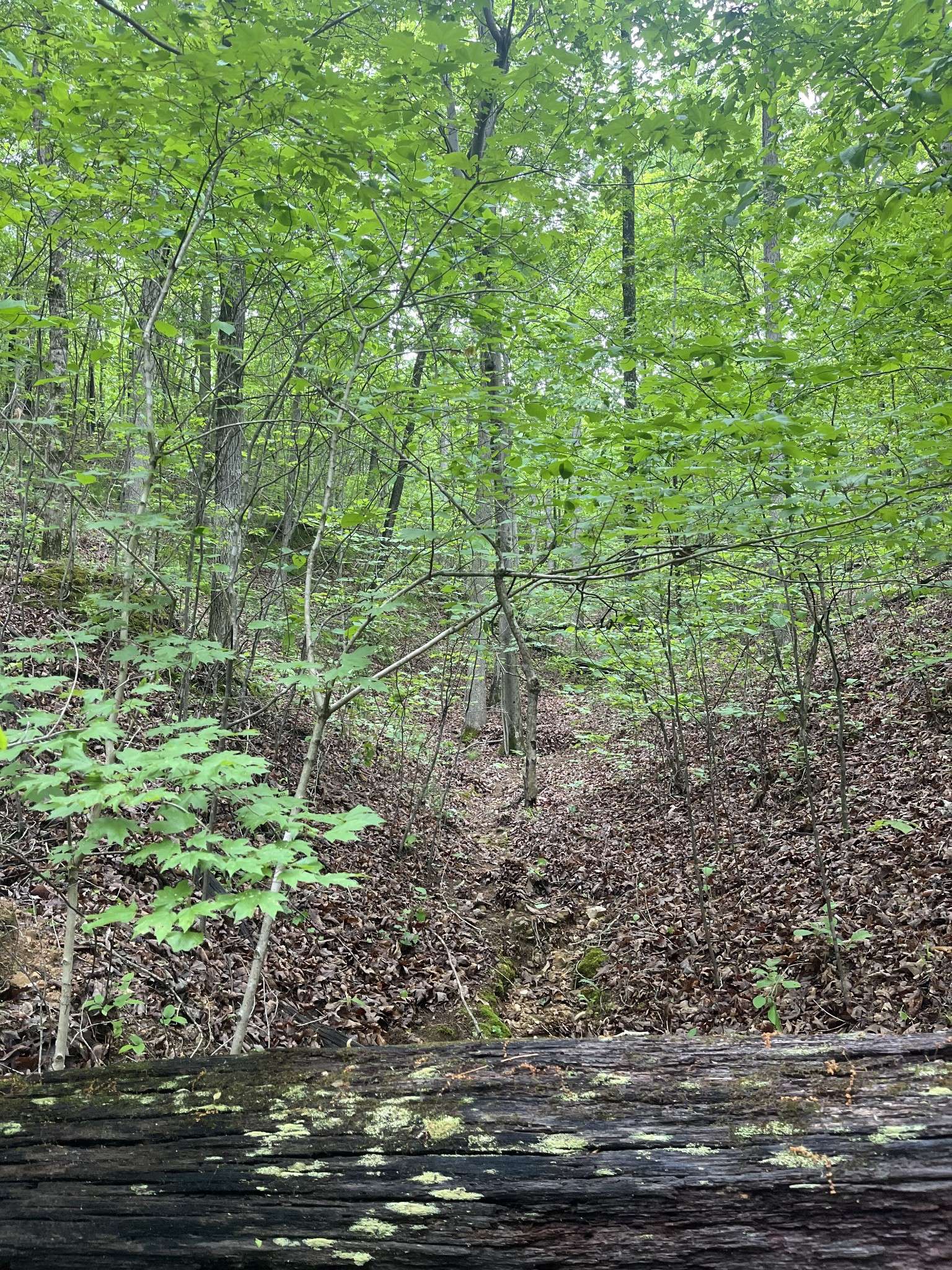 0 Old Mail Road, Duck River, TN 38454