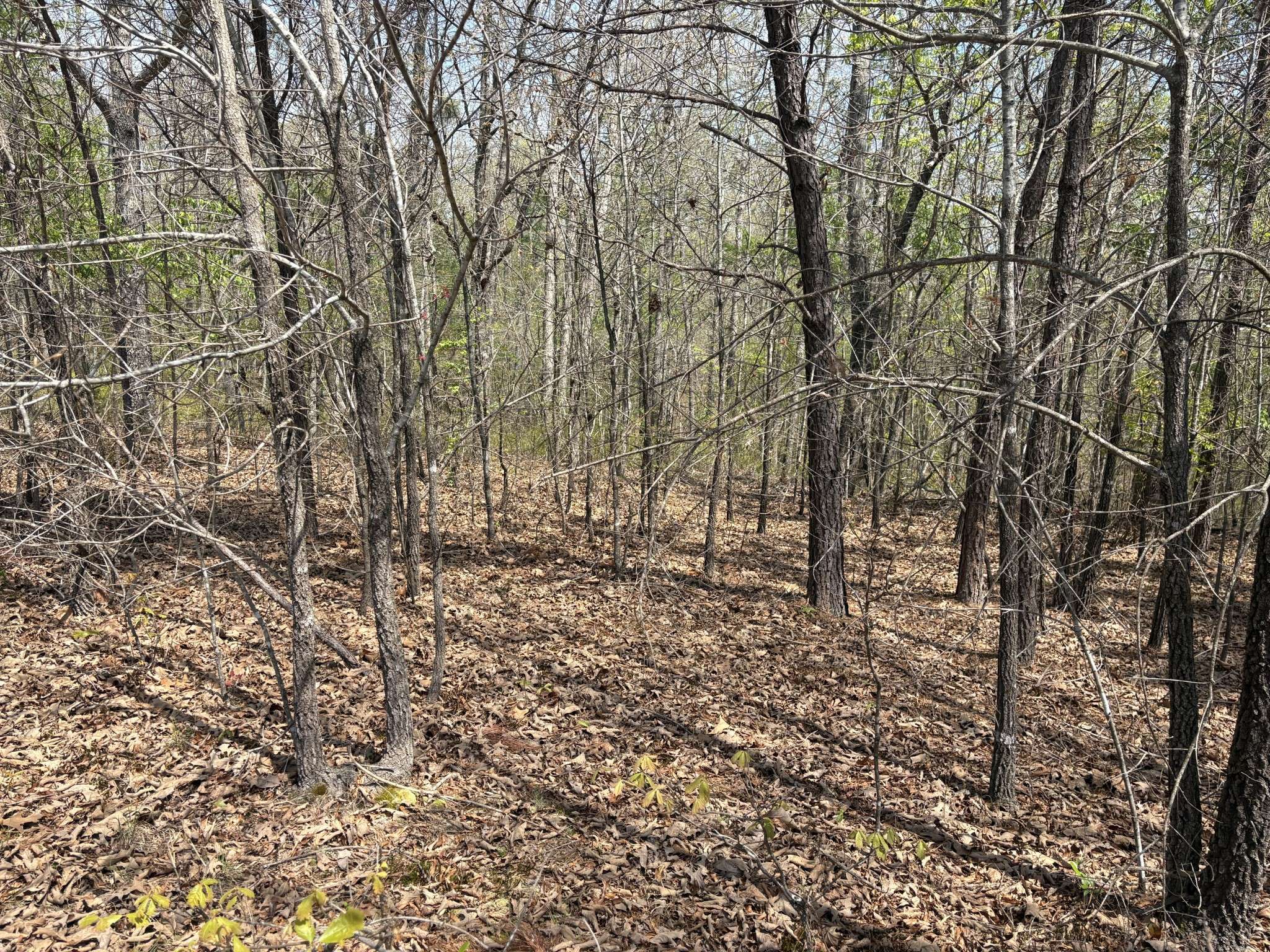 0 Mill Ave, Hohenwald, TN 38462