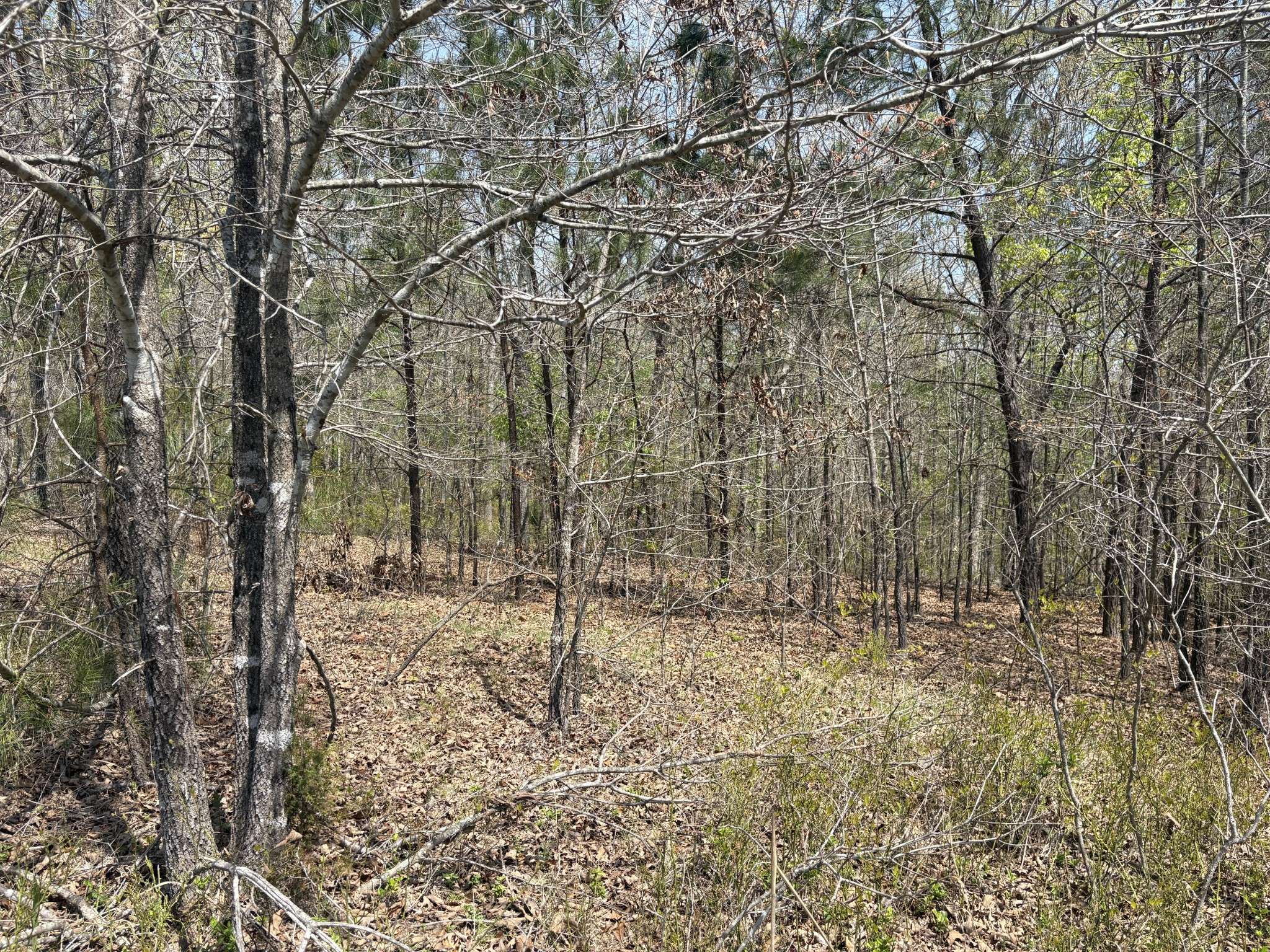 0 Mill Ave, Hohenwald, TN 38462