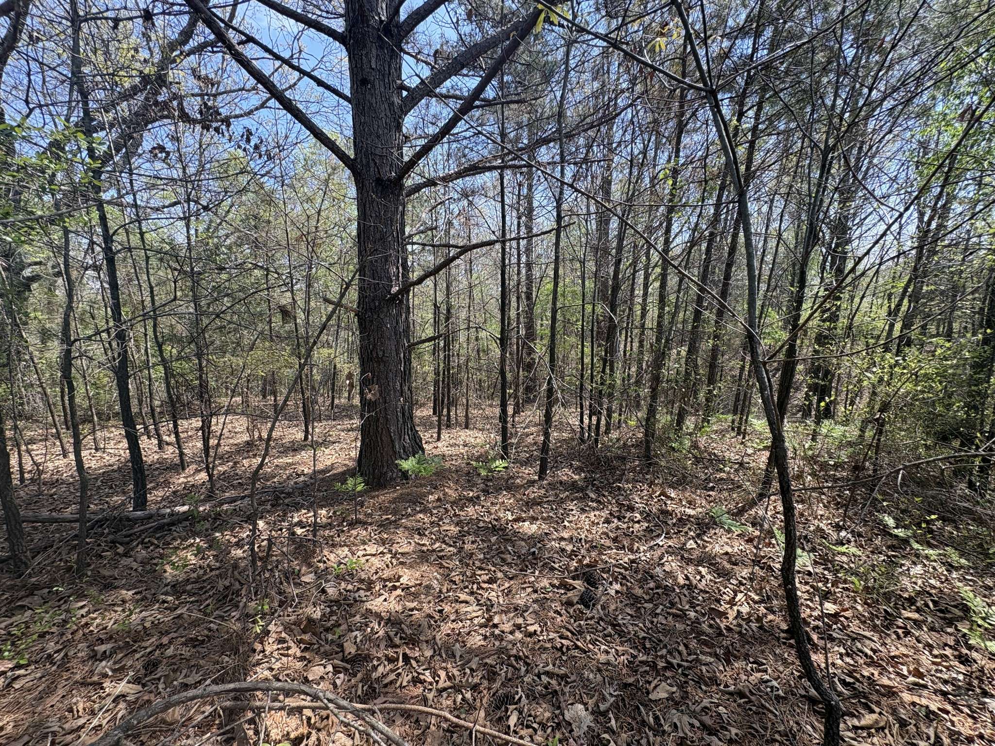 0 Mill Ave, Hohenwald, TN 38462