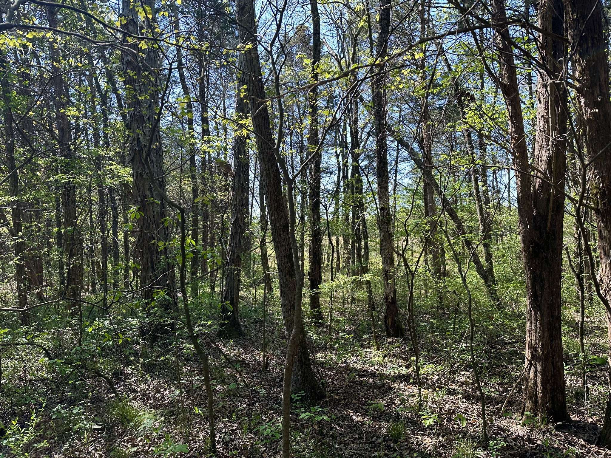0 Cedar Grove Rd #S, Chapel Hill, TN 37034