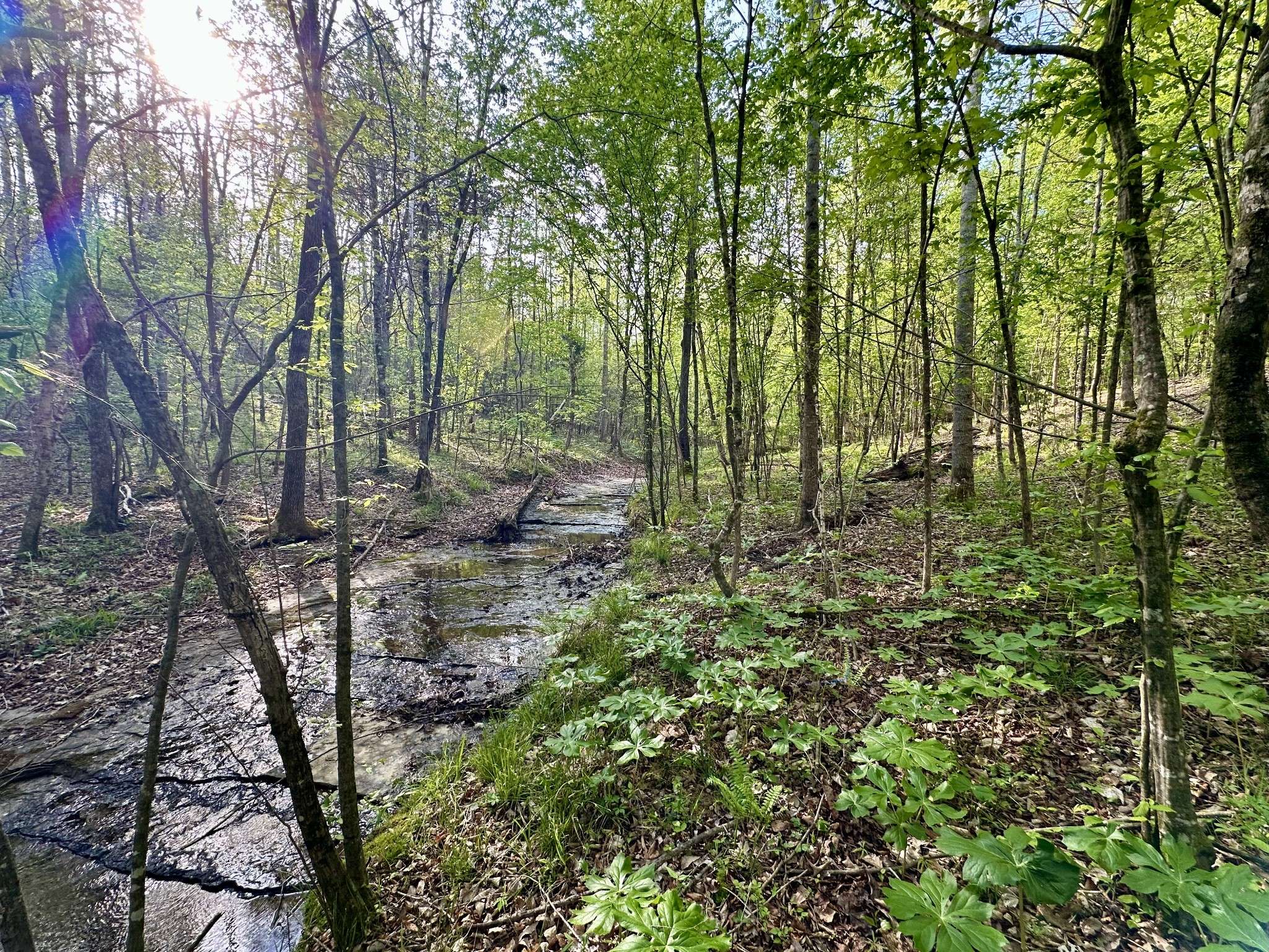 828 McCord Hollow Rd, Hohenwald, TN 38462