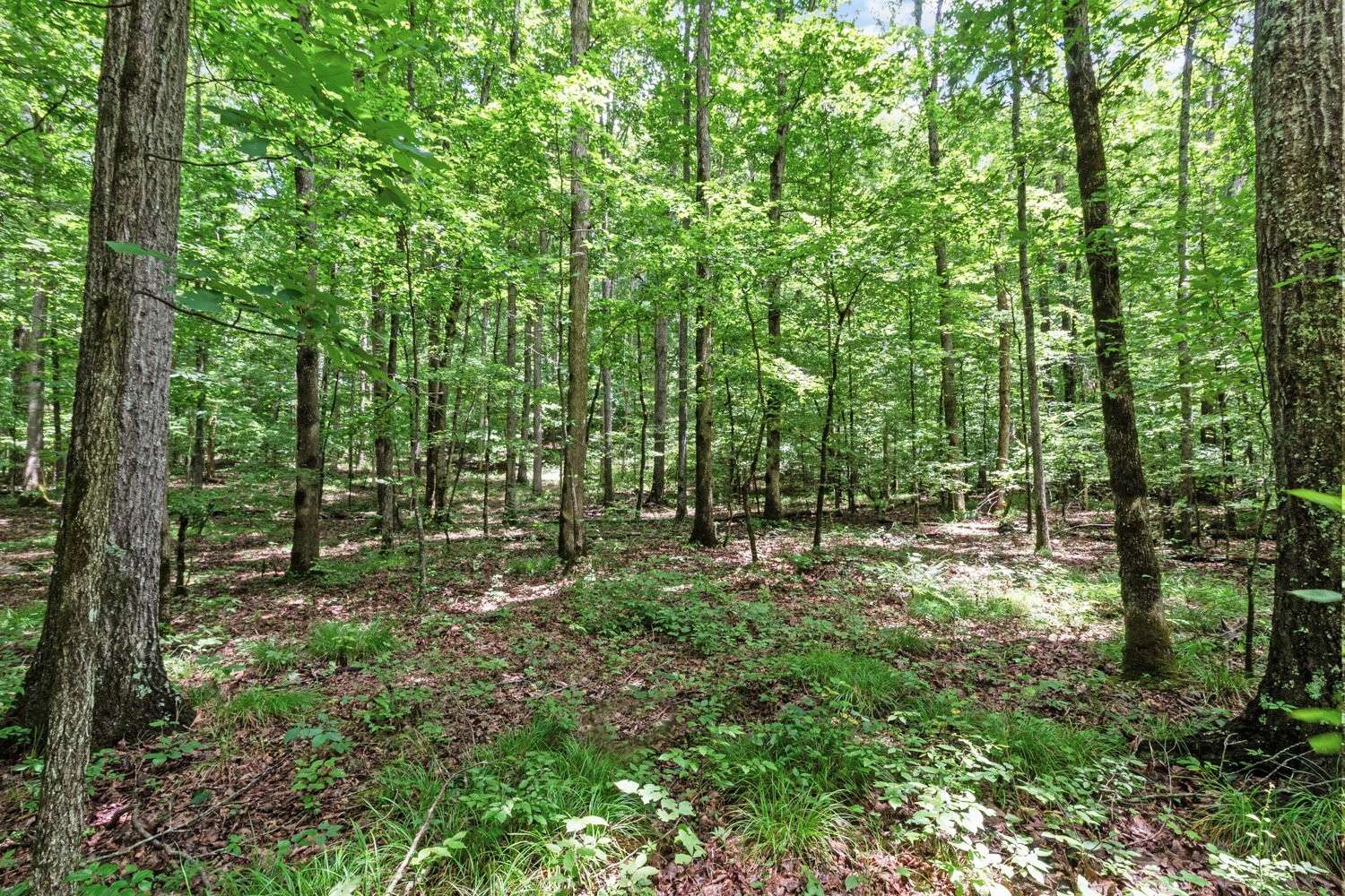 185 Ravenridge Rd, Summertown, TN 38483