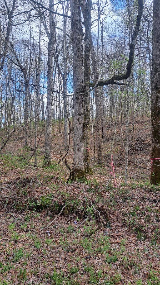 0B Napier Rd, Hohenwald, TN 38462