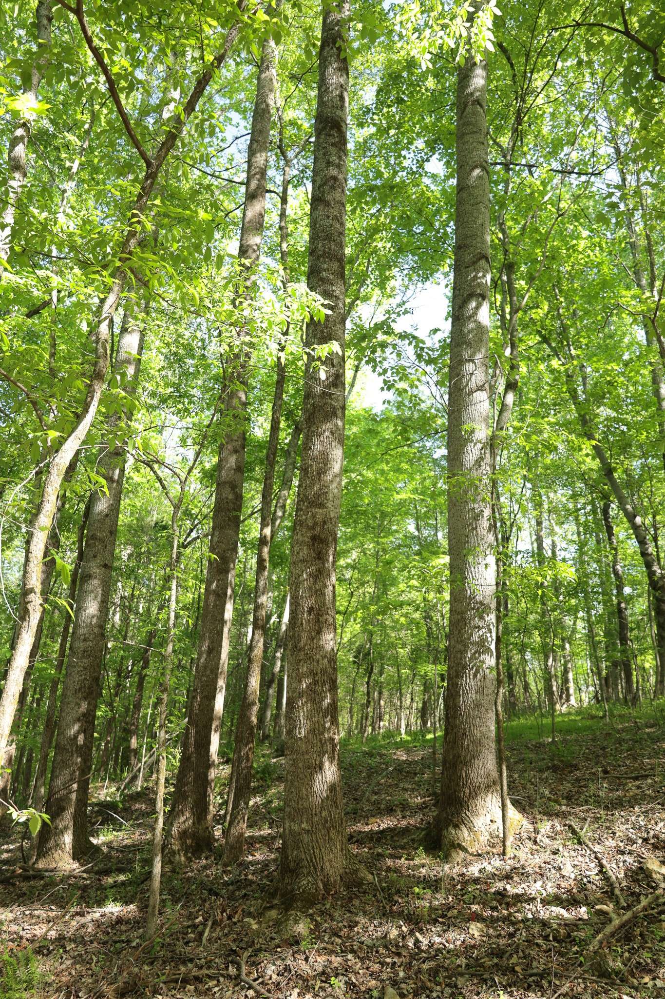 0 Highland RIdge Road, Estill Springs, TN 37330