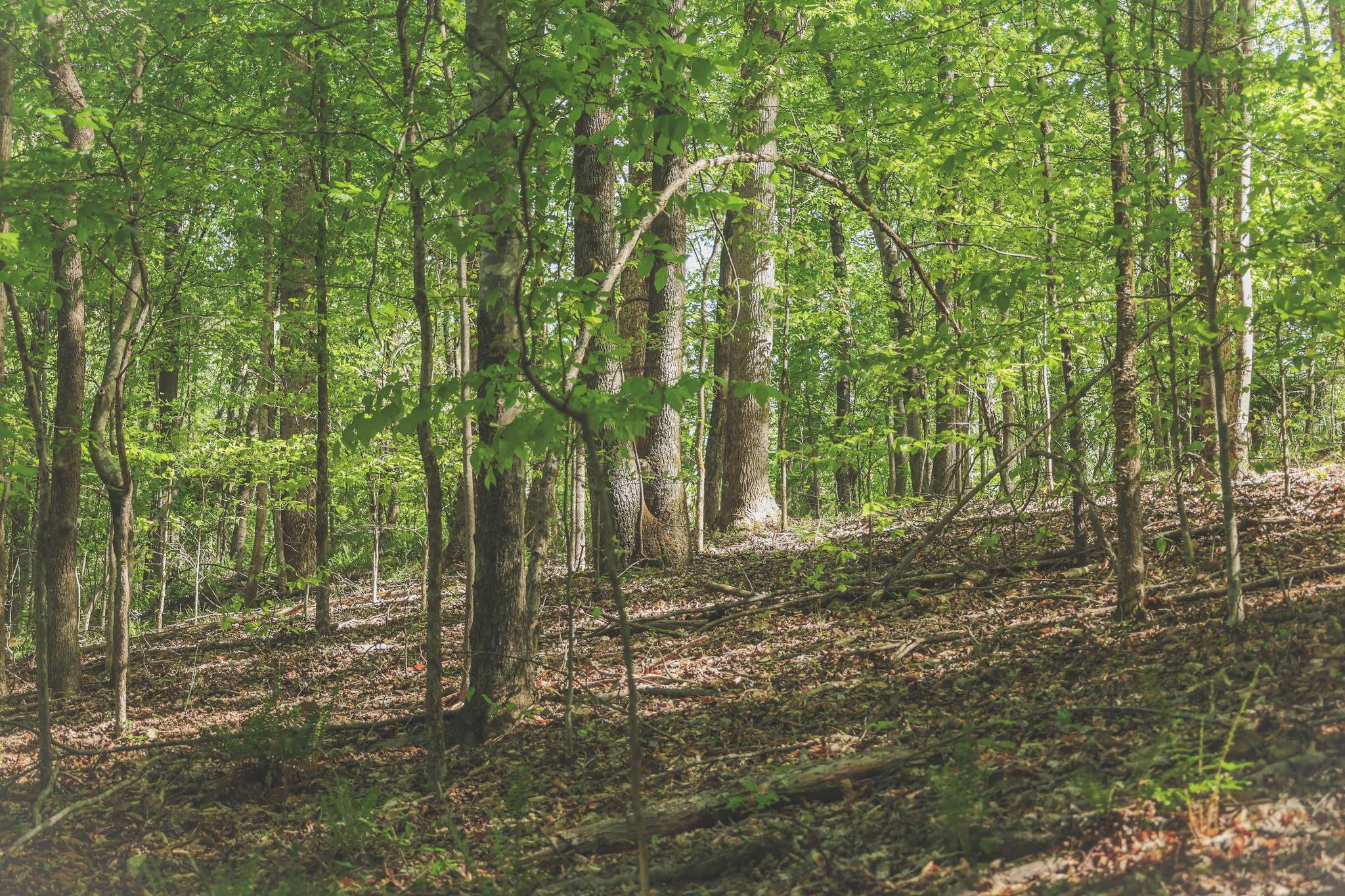 0 Highland RIdge Road, Estill Springs, TN 37330