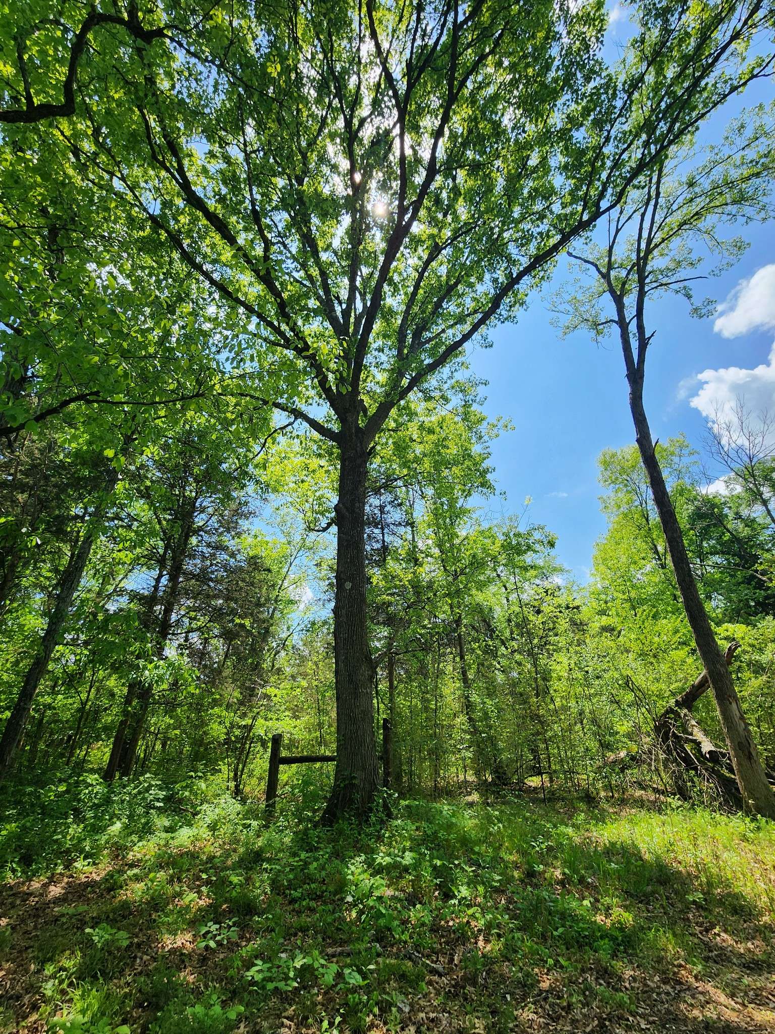 0 Murray Kittrell Rd, Readyville, TN 37149
