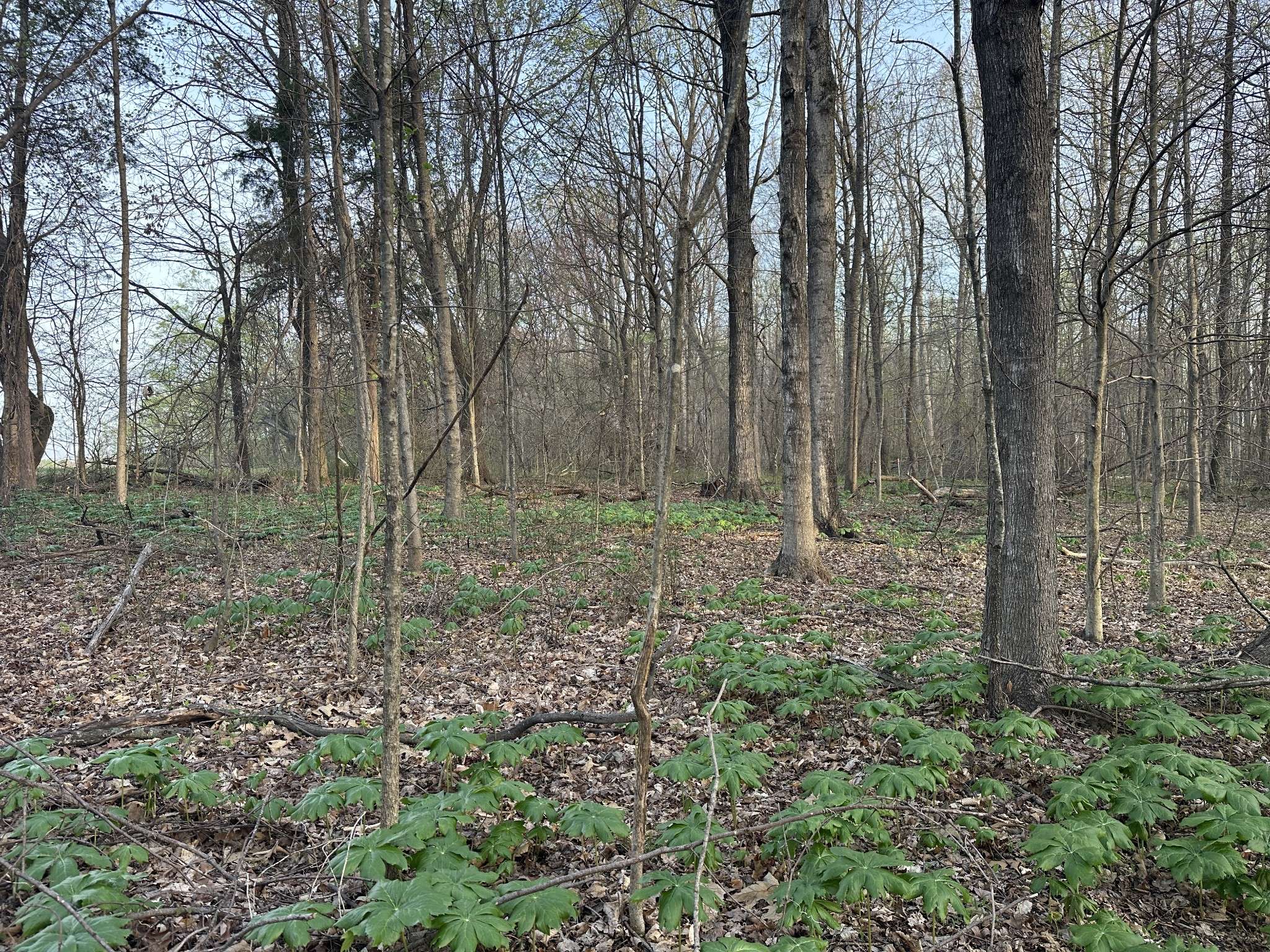 168 Fleming Rd, Portland, TN 37148