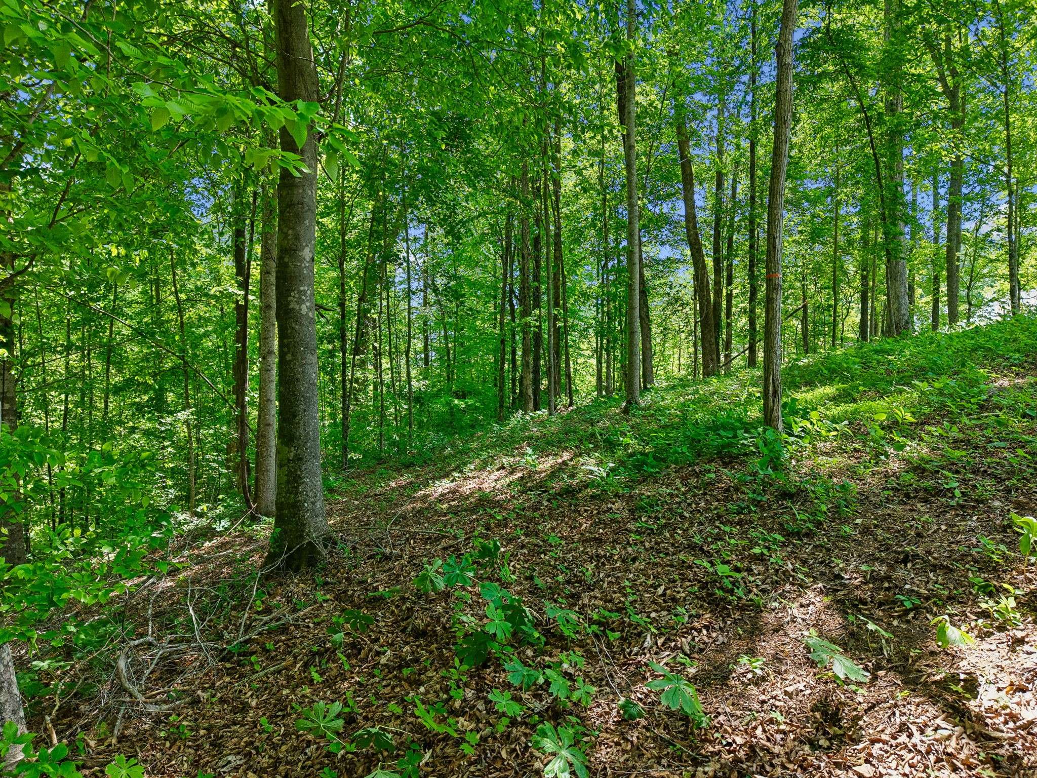 0 Casparis Road, Franklin, TN 37064